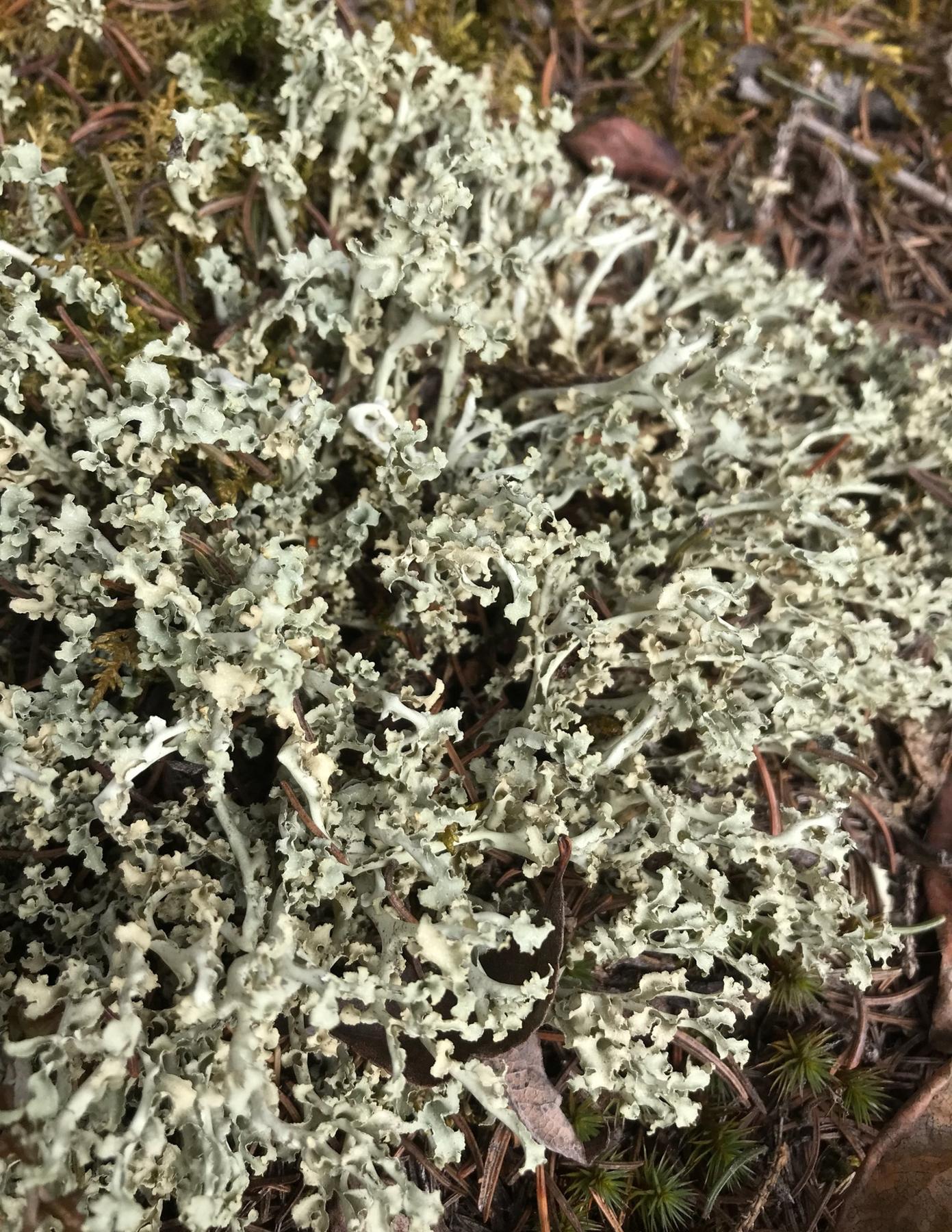 Flavocetraria cucullata