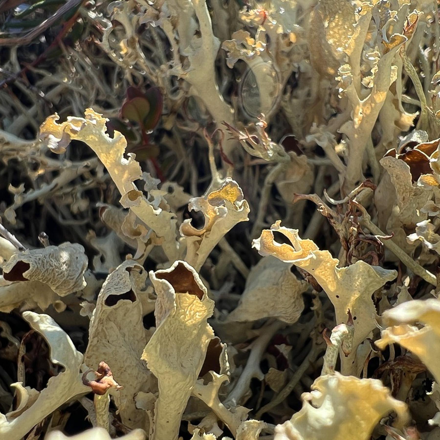 Flavocetraria cucullata