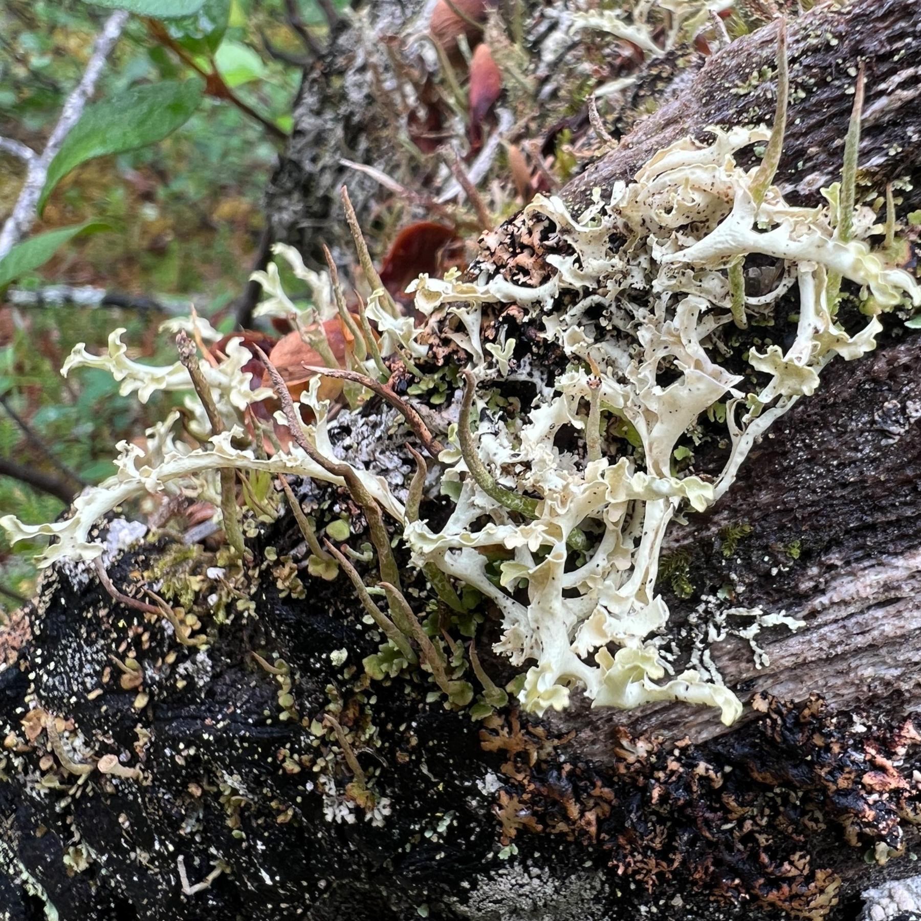 Flavocetraria cucullata