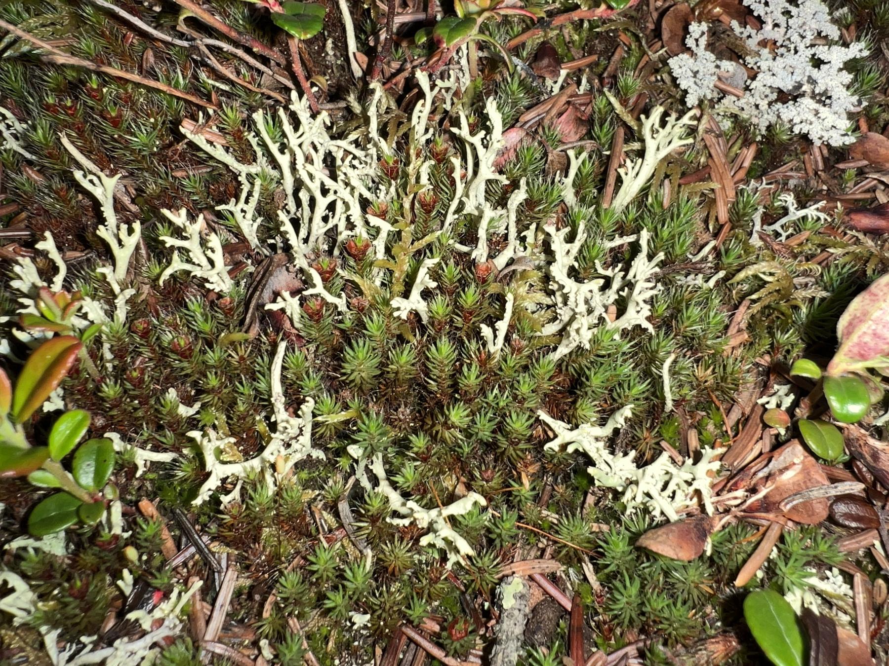 Flavocetraria minuscula