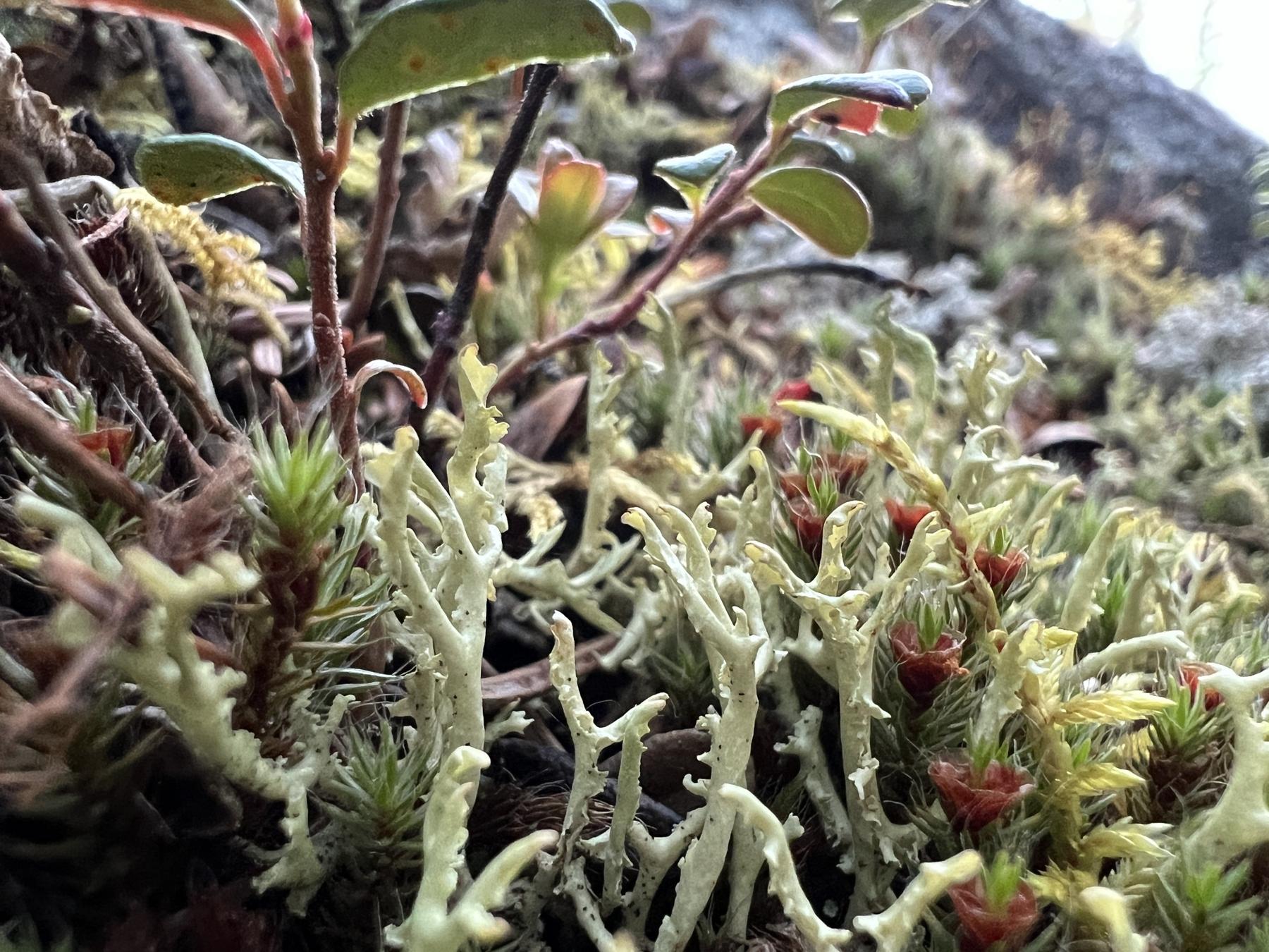 Flavocetraria minuscula