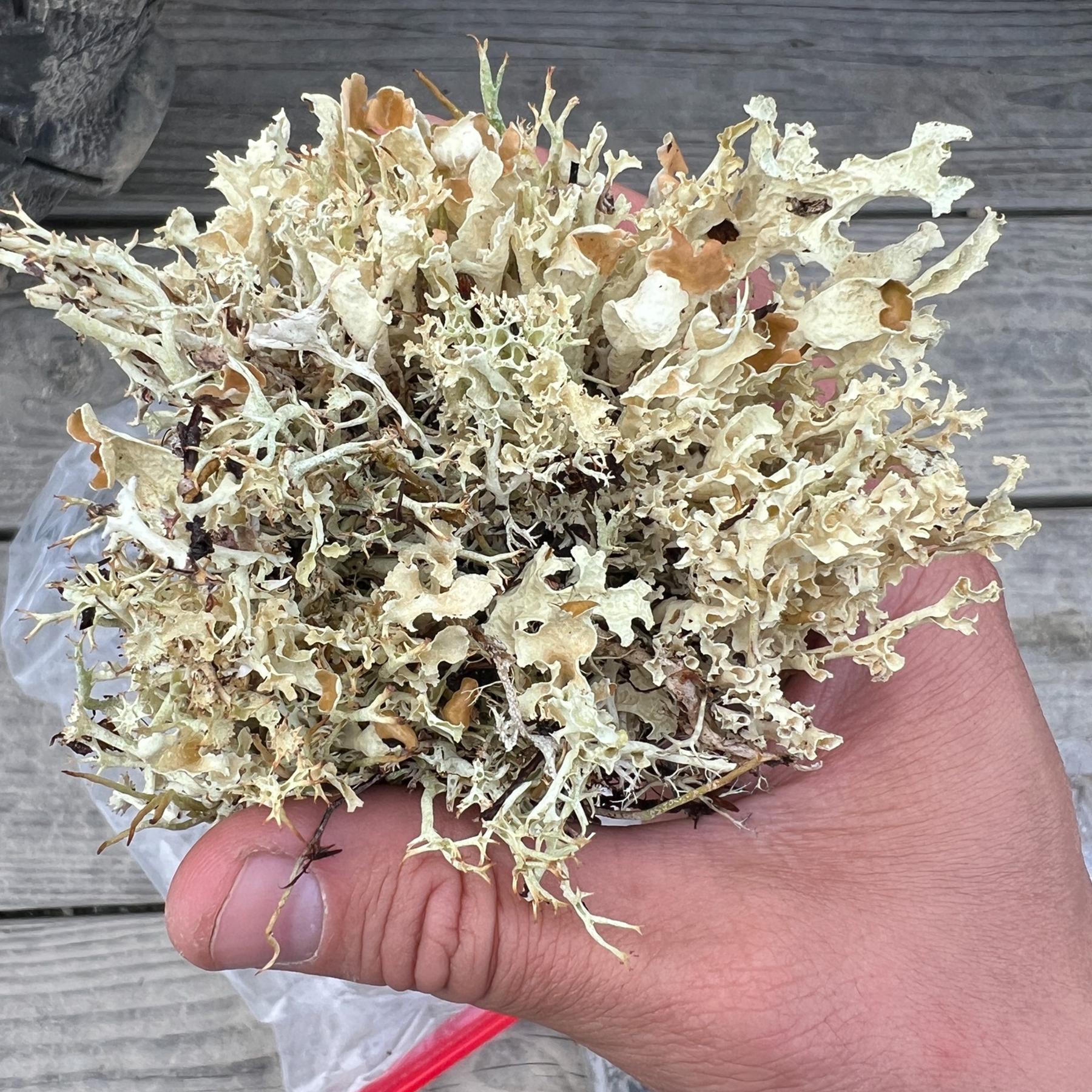 Flavocetraria nivalis