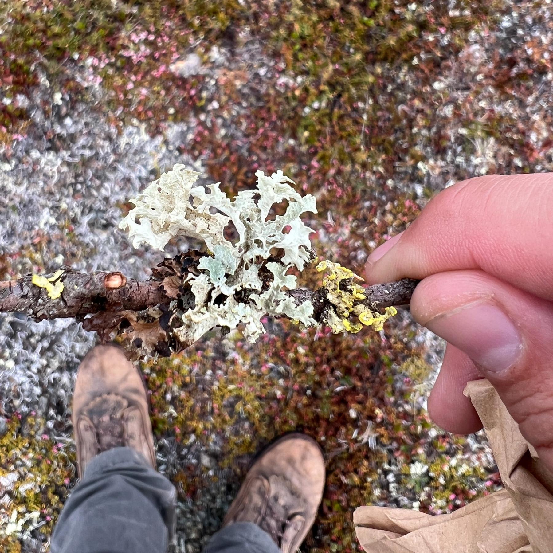 Flavocetraria nivalis