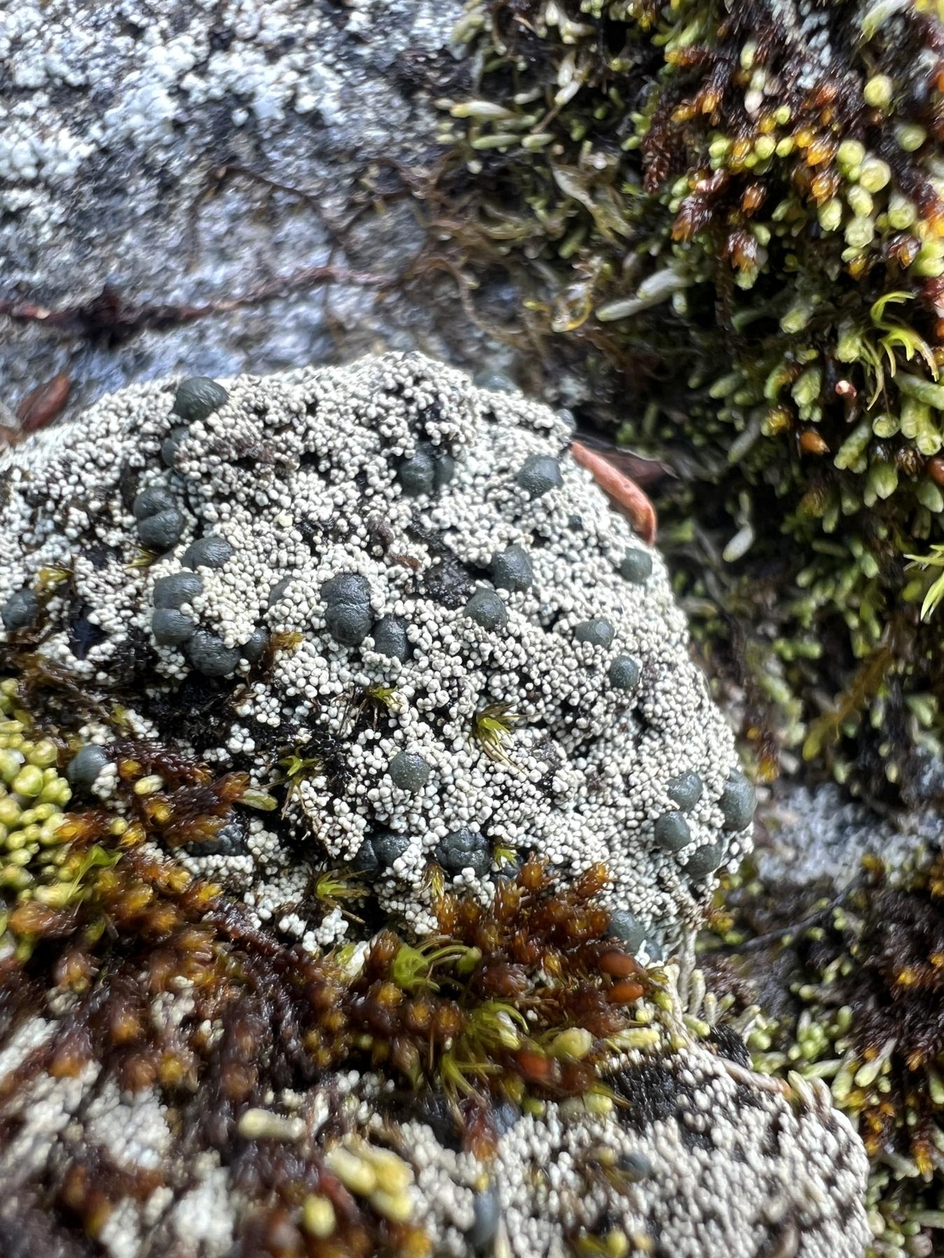 Frutidella caesioatra