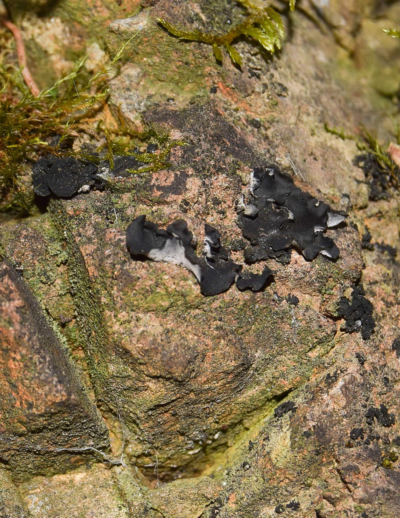 Gel-Like Lichens