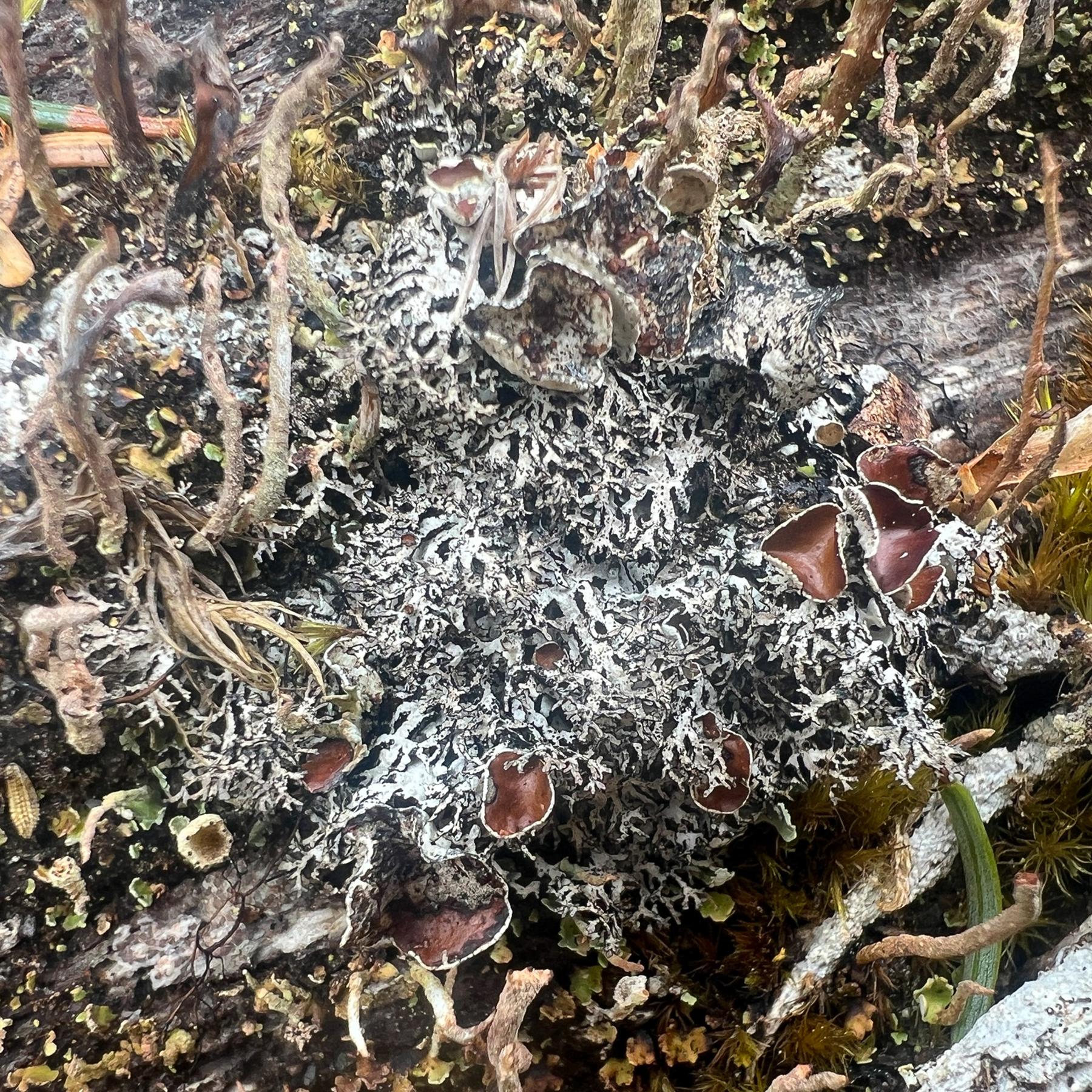 Hypogymnia lophyrea
