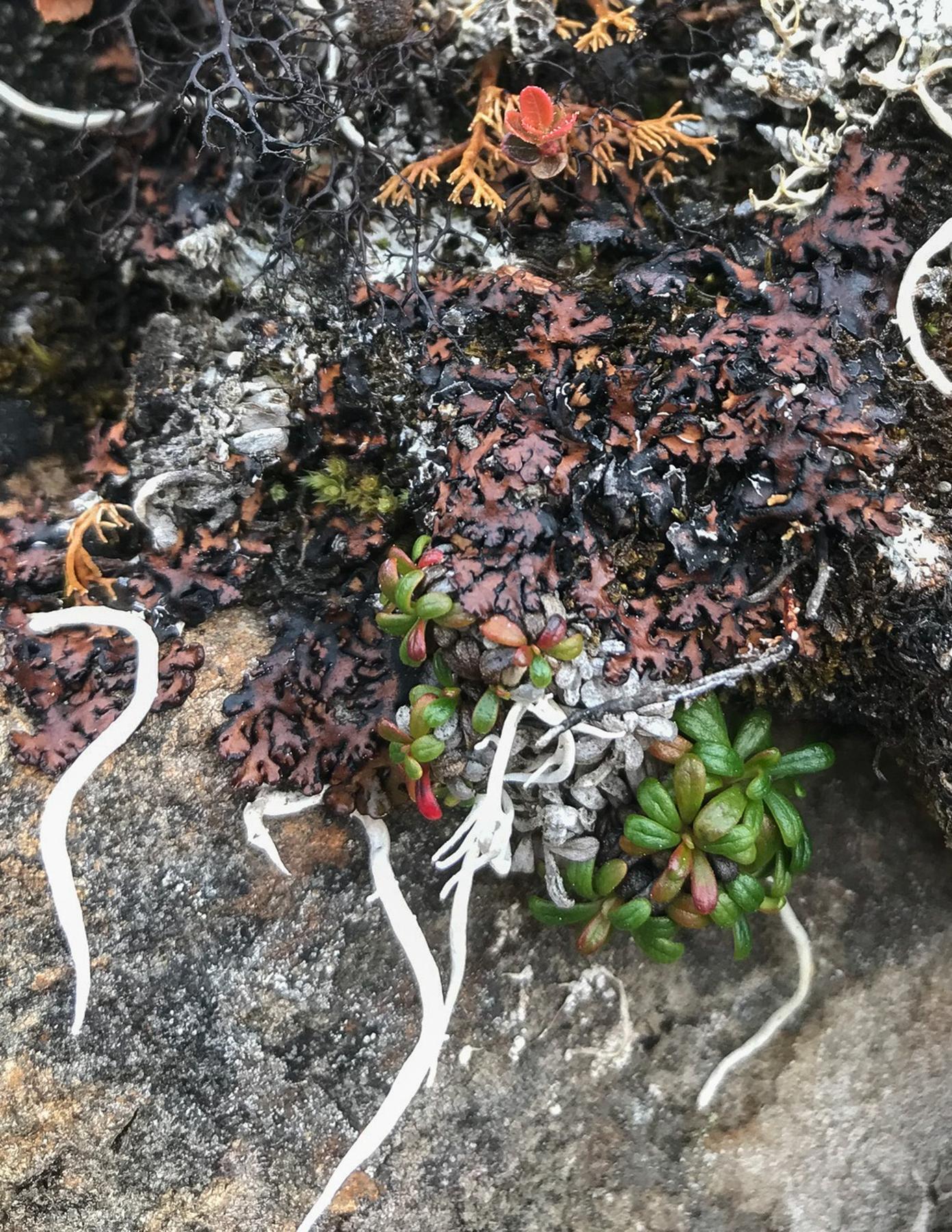 Hypogymnia subobscura