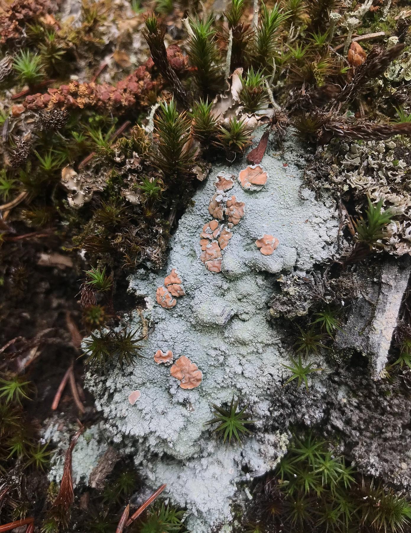 Icmadophila ericetorum