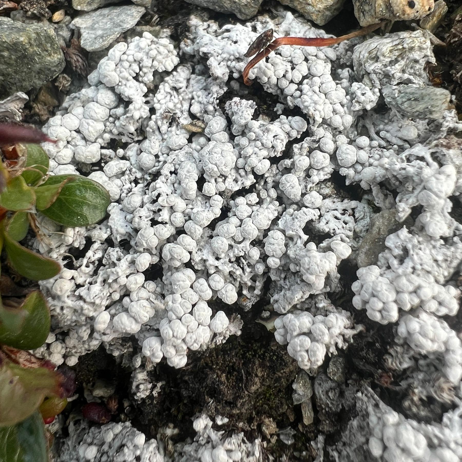 Lepra dactylina & Lepra subdactylina