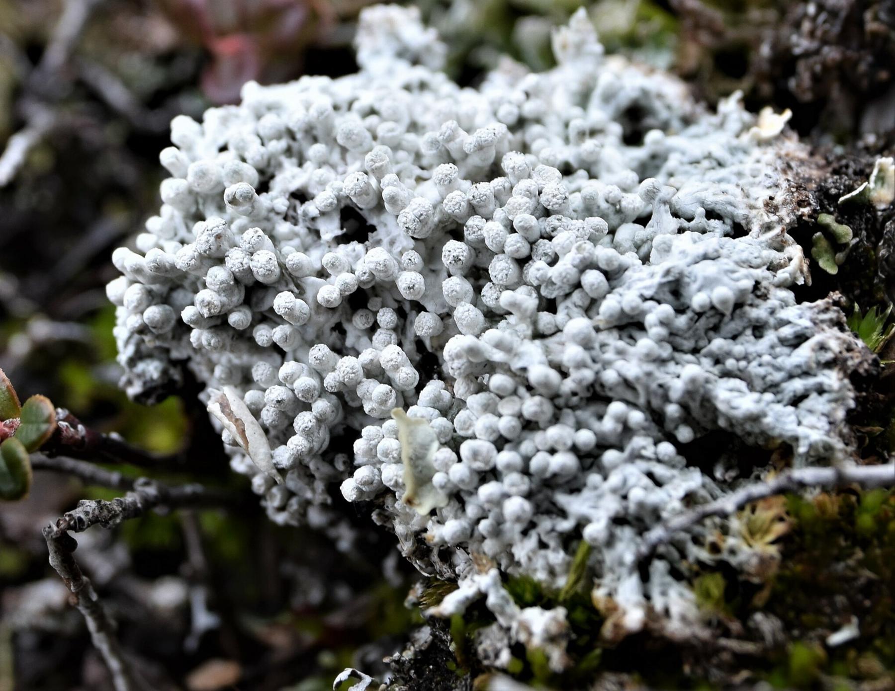 Lepra dactylina & Lepra subdactylina