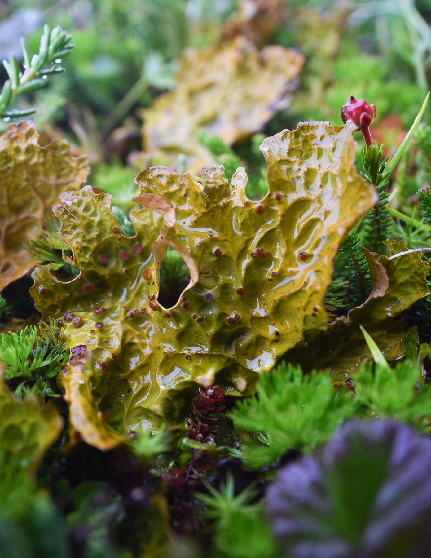 Lobaria linita & Lobaria tenuior