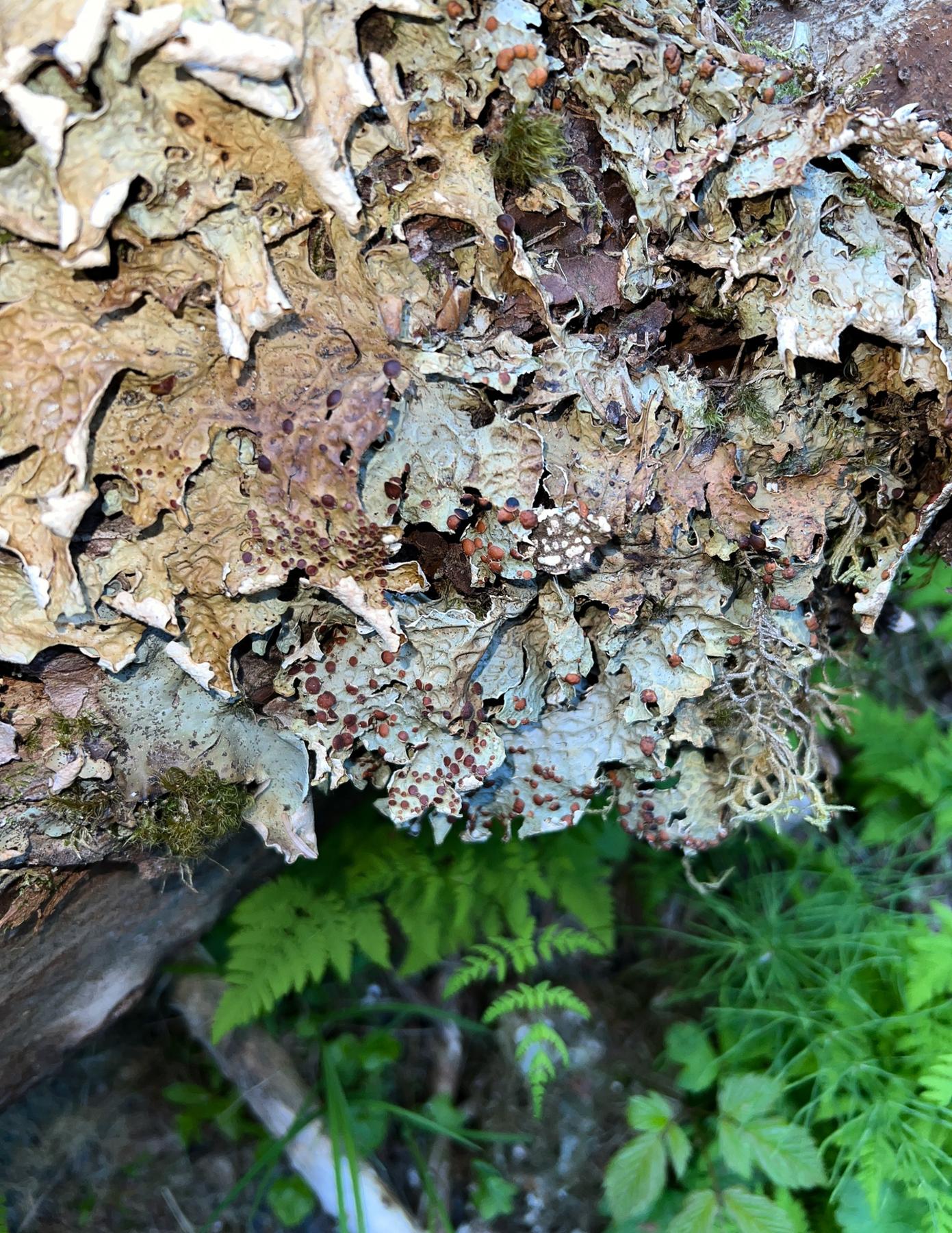 Lobaria linita & Lobaria tenuior