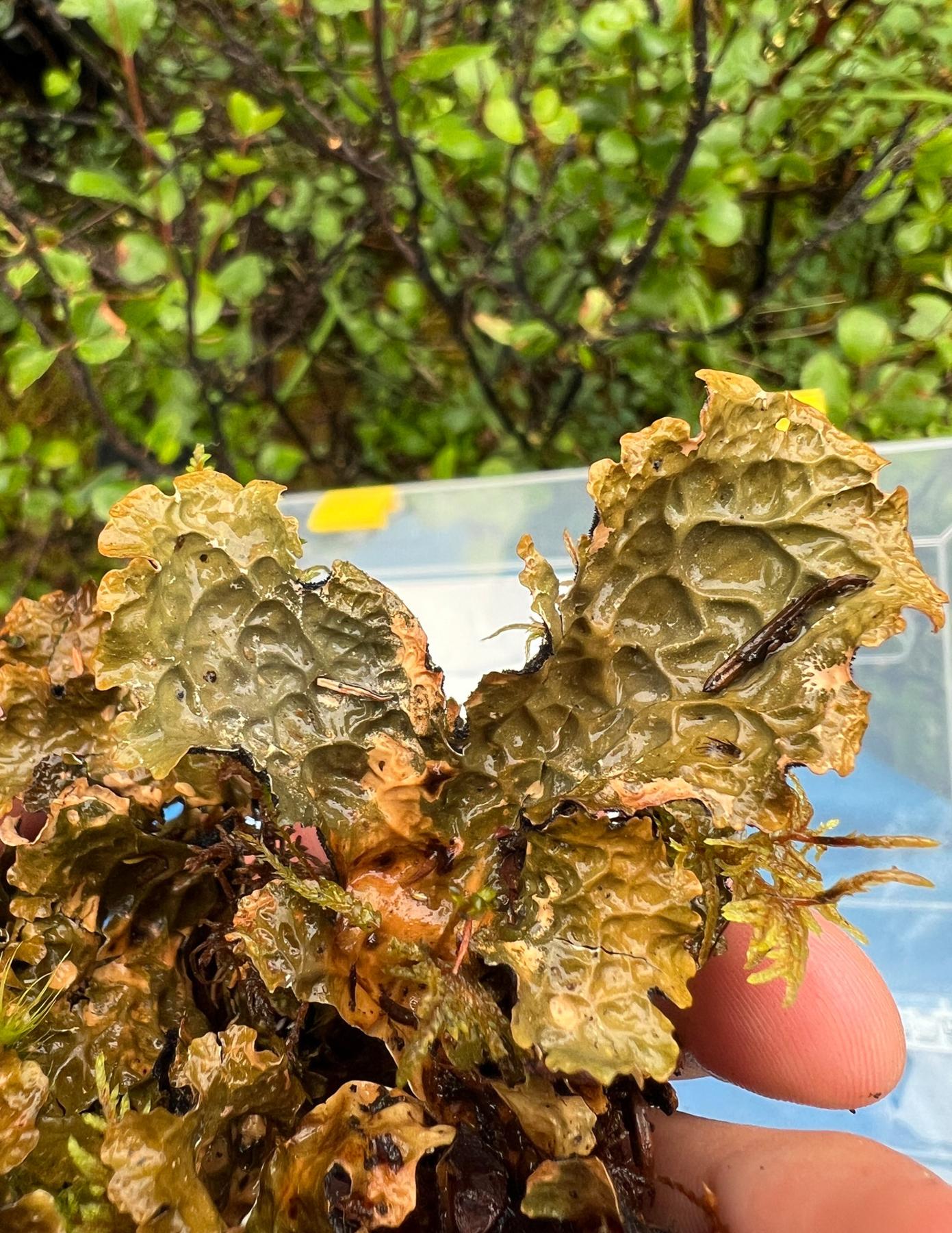 Lobaria pseudopulmonaria