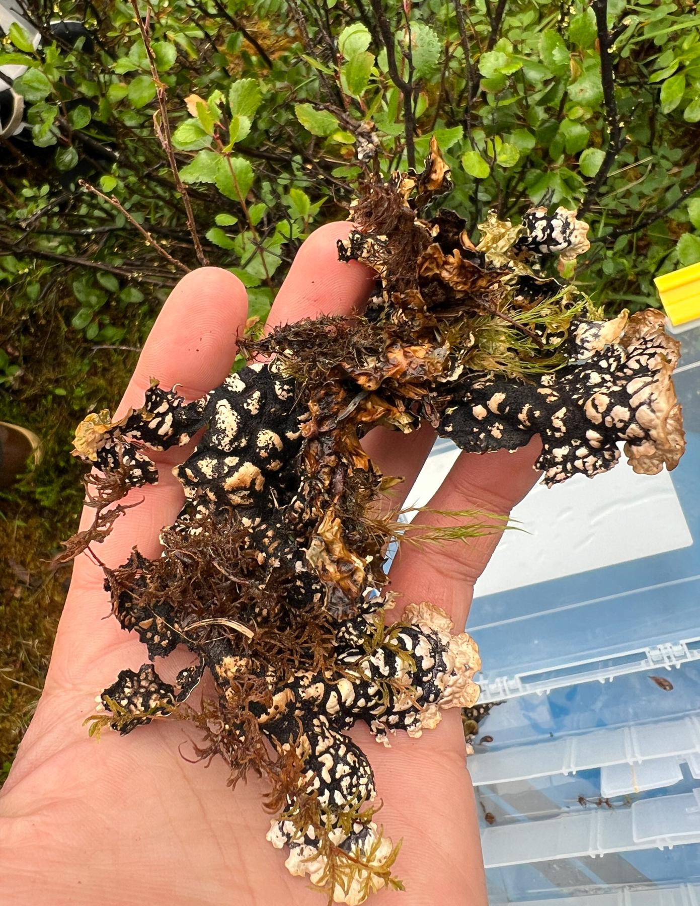 Lobaria pseudopulmonaria
