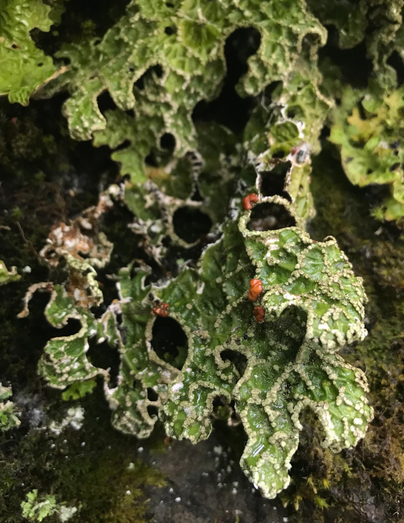 Lobaria pulmonaria