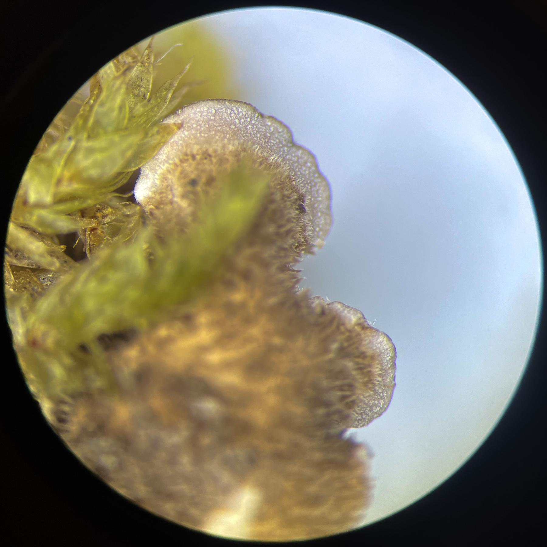 Lobarina scrobiculata