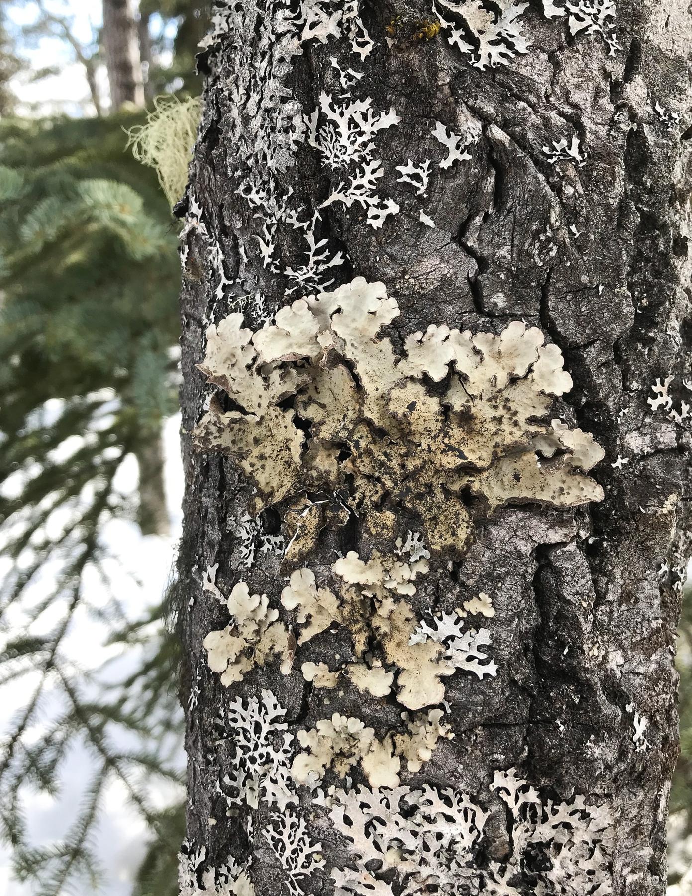 Lobarina scrobiculata