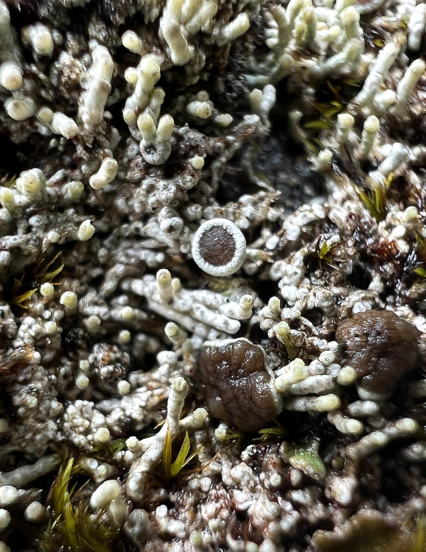 Loxosporopsis corallifera