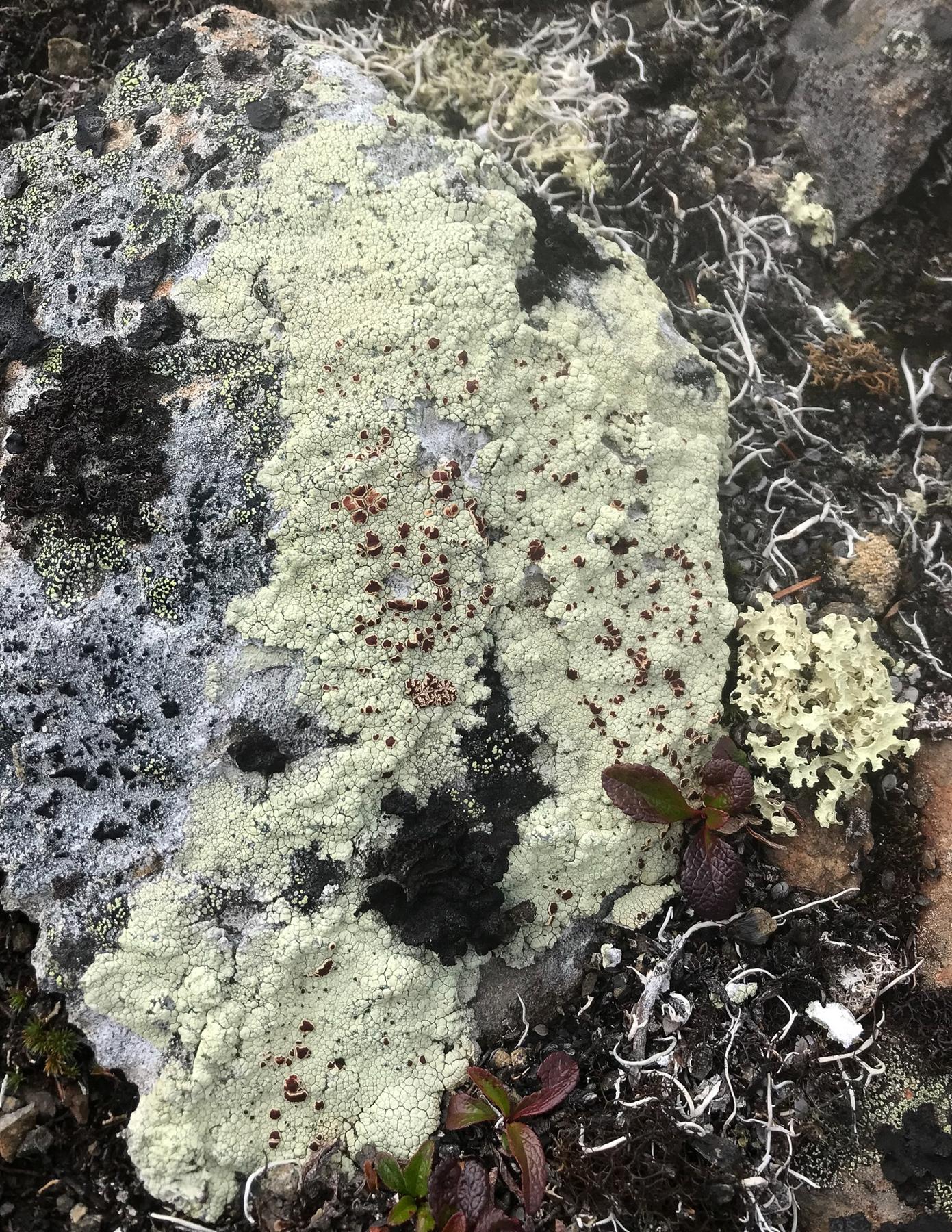 Ophioparma & Haematomma spp.