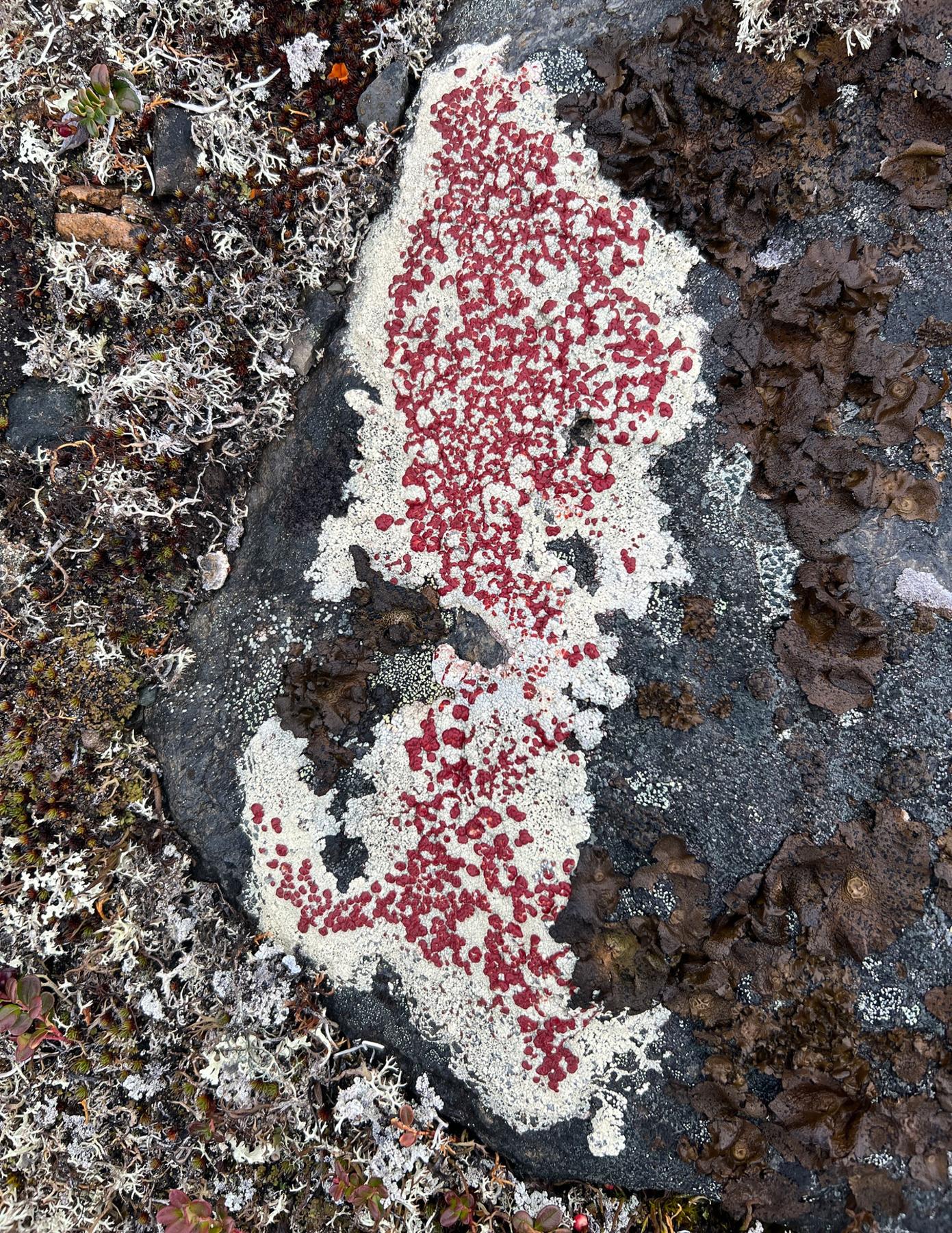 Ophioparma & Haematomma spp.