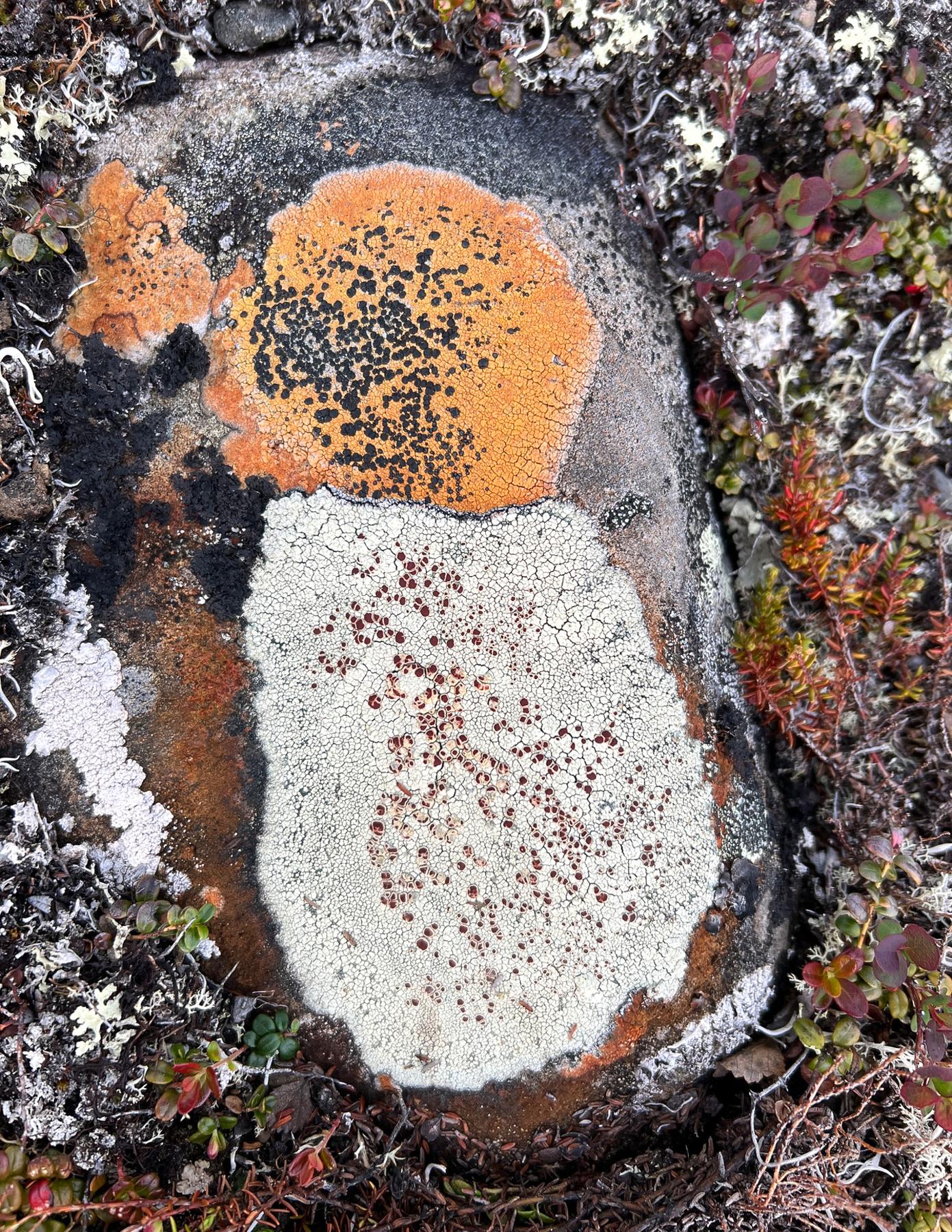 Ophioparma & Haematomma spp.