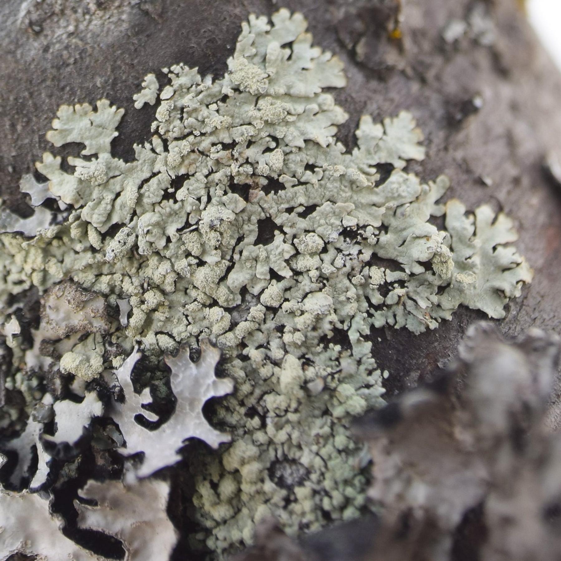 Parmeliopsis ambigua