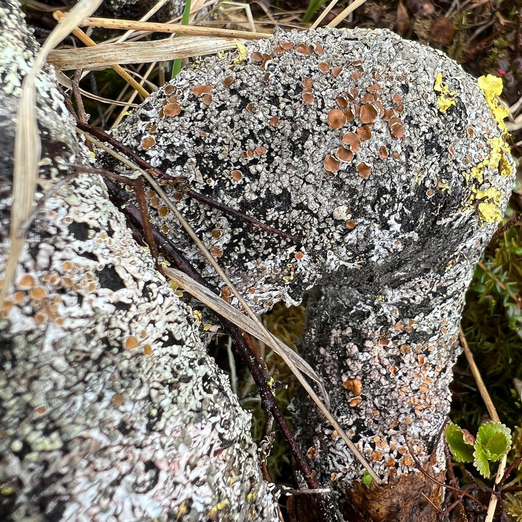 Parmeliopsis hyperopta