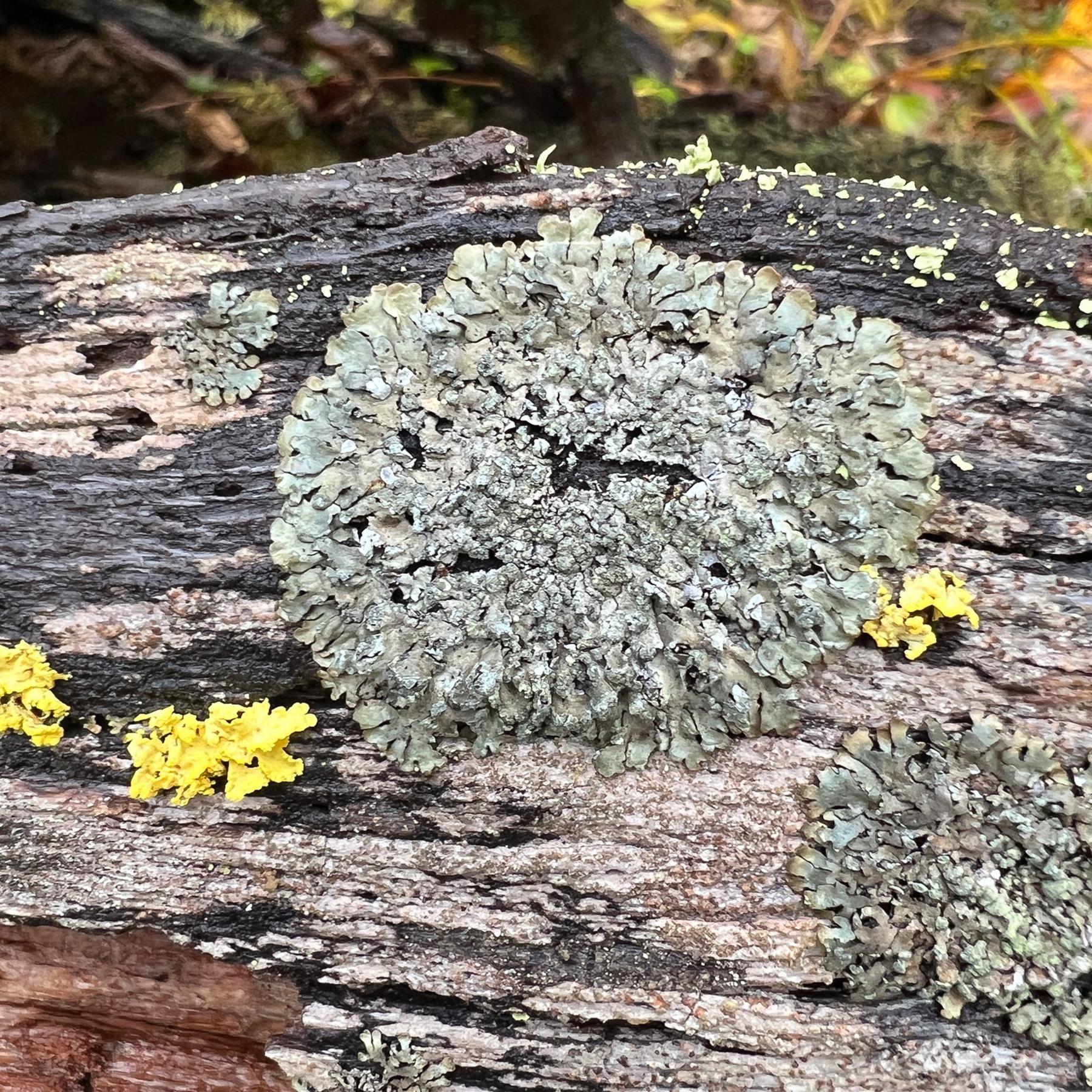 Parmeliopsis hyperopta