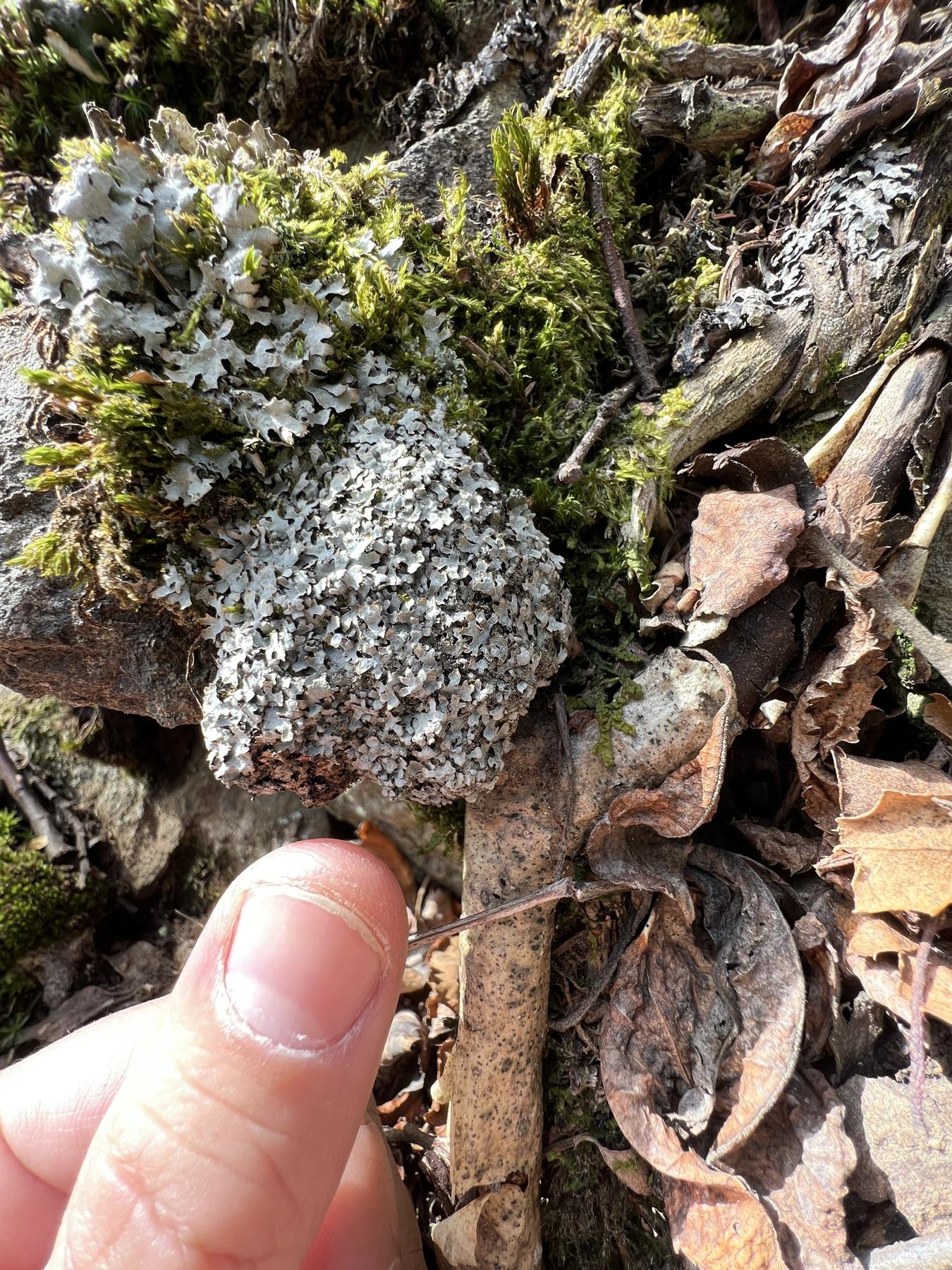 Parmelia pseudosulcata