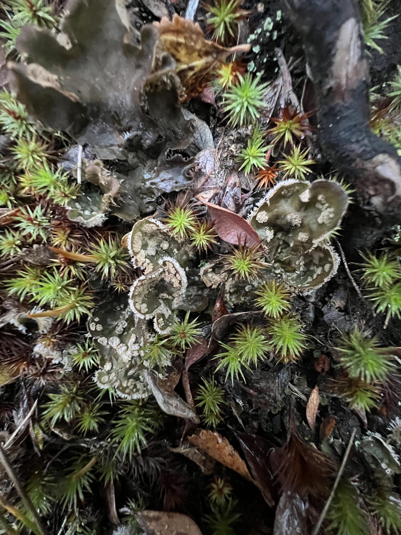 Peltigera extenuata