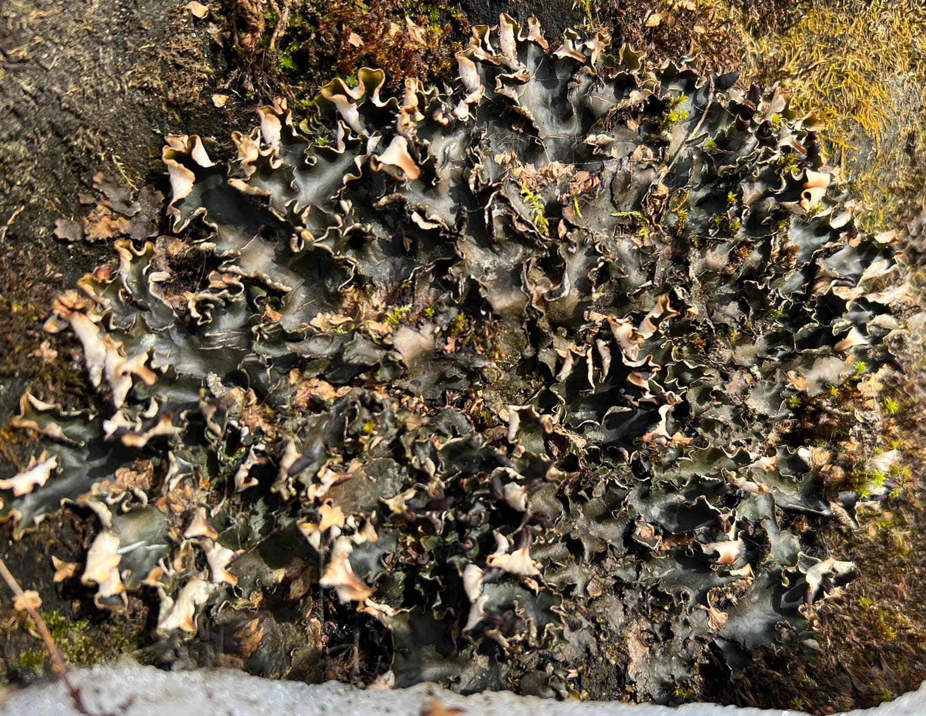 Peltigera neckeri