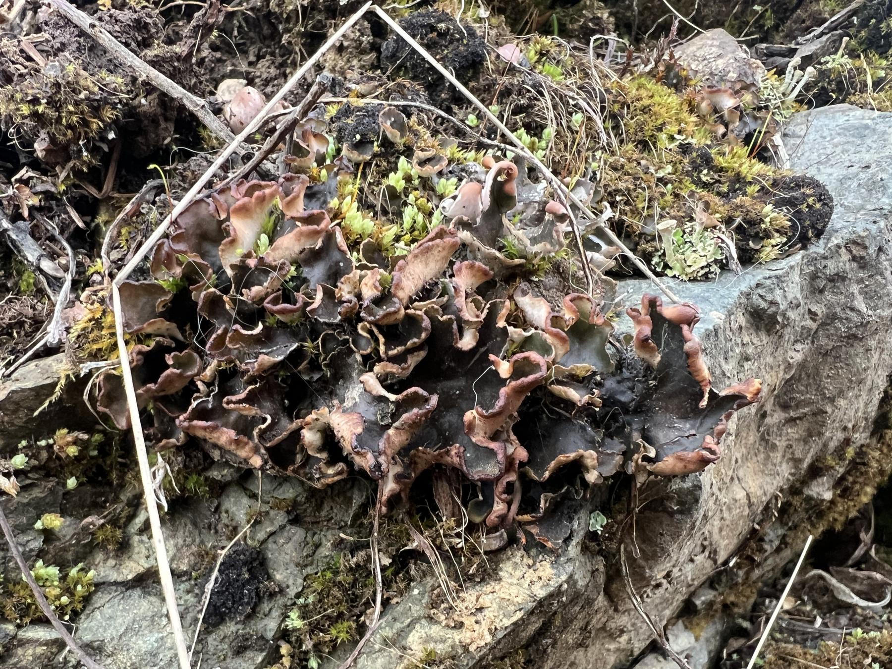 Peltigera scabrosa