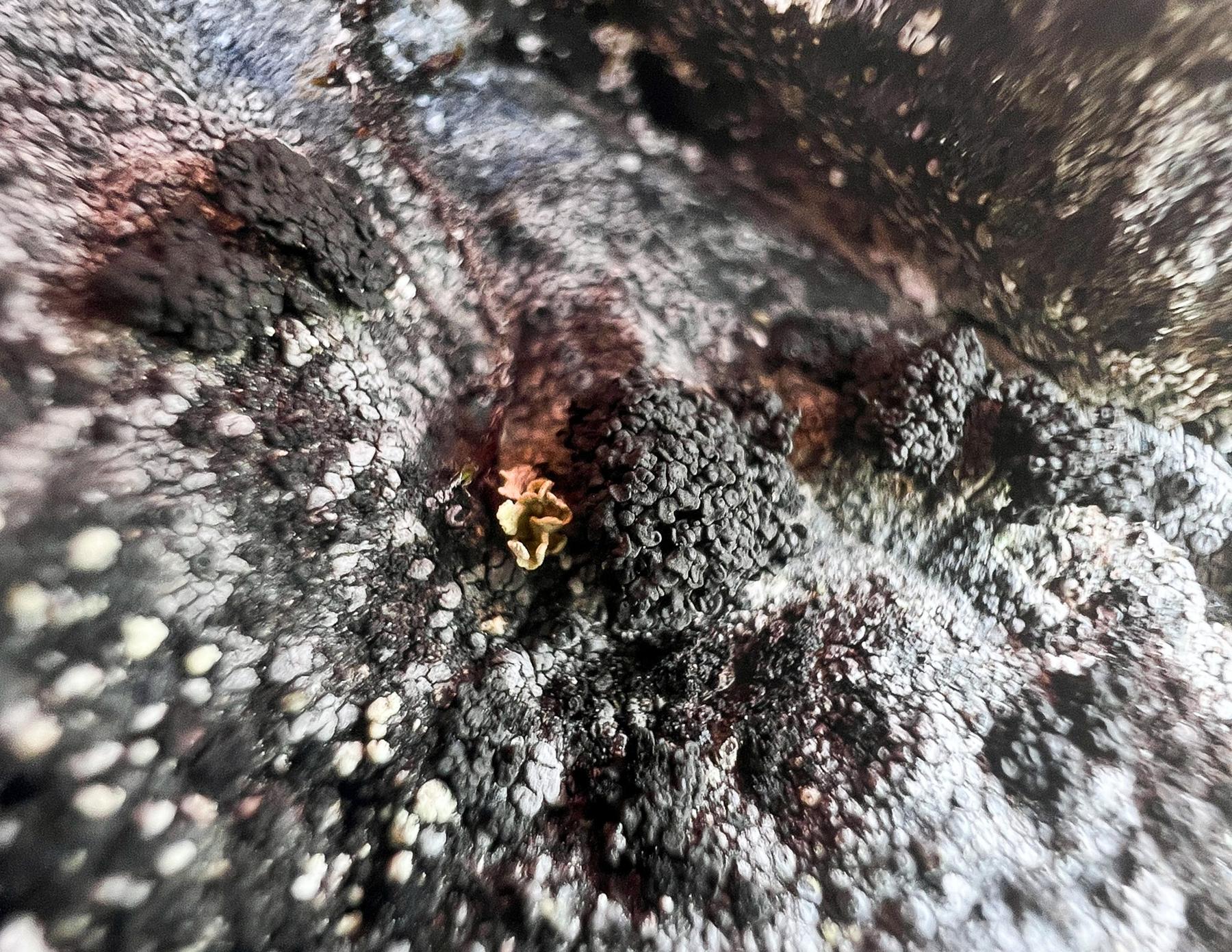 Phylliscum demangeonii