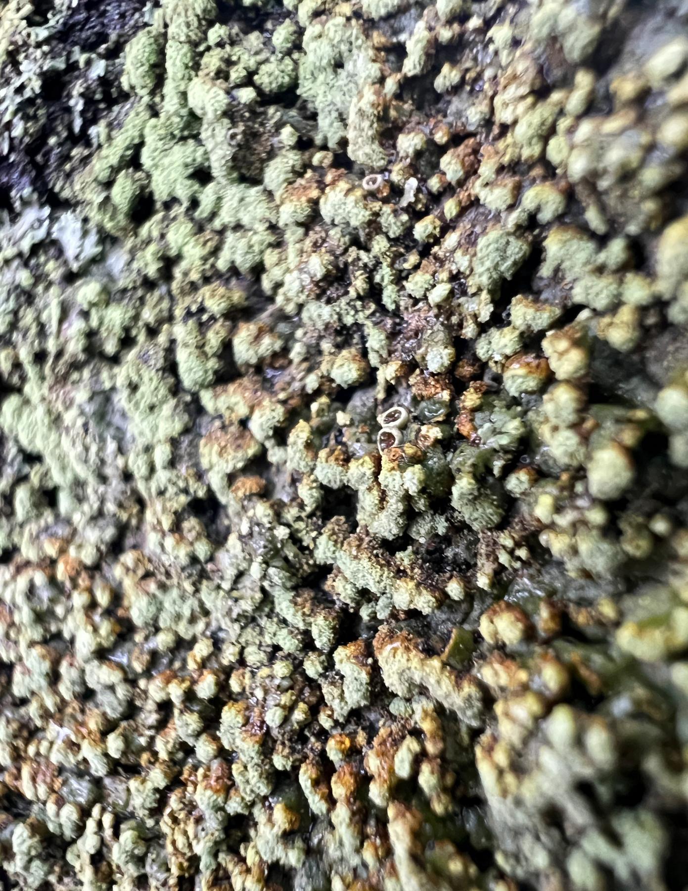 Physciella chloantha