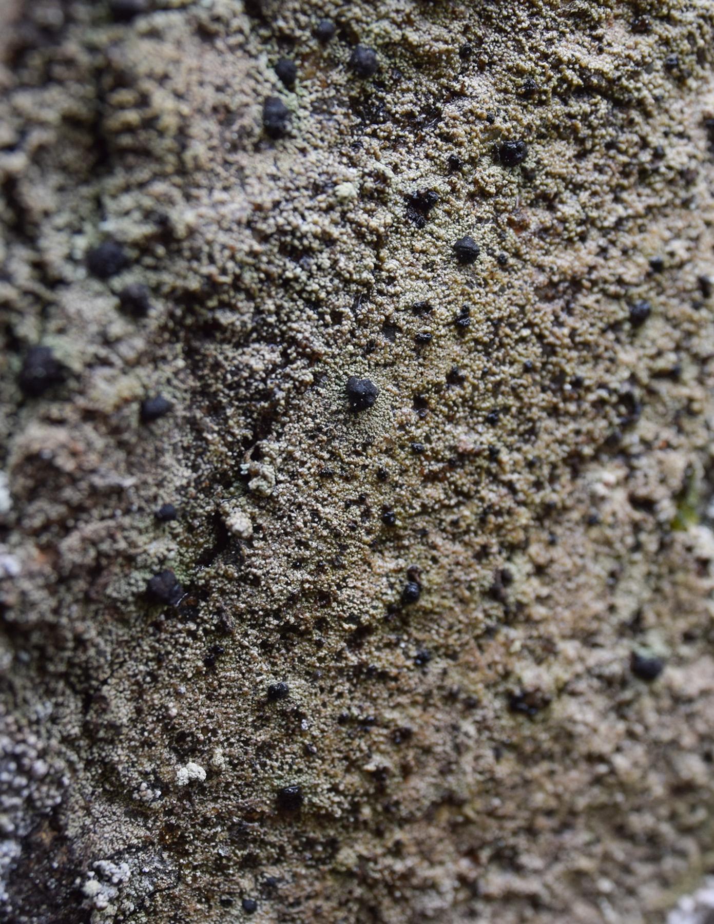 Pilophorus dovrensis