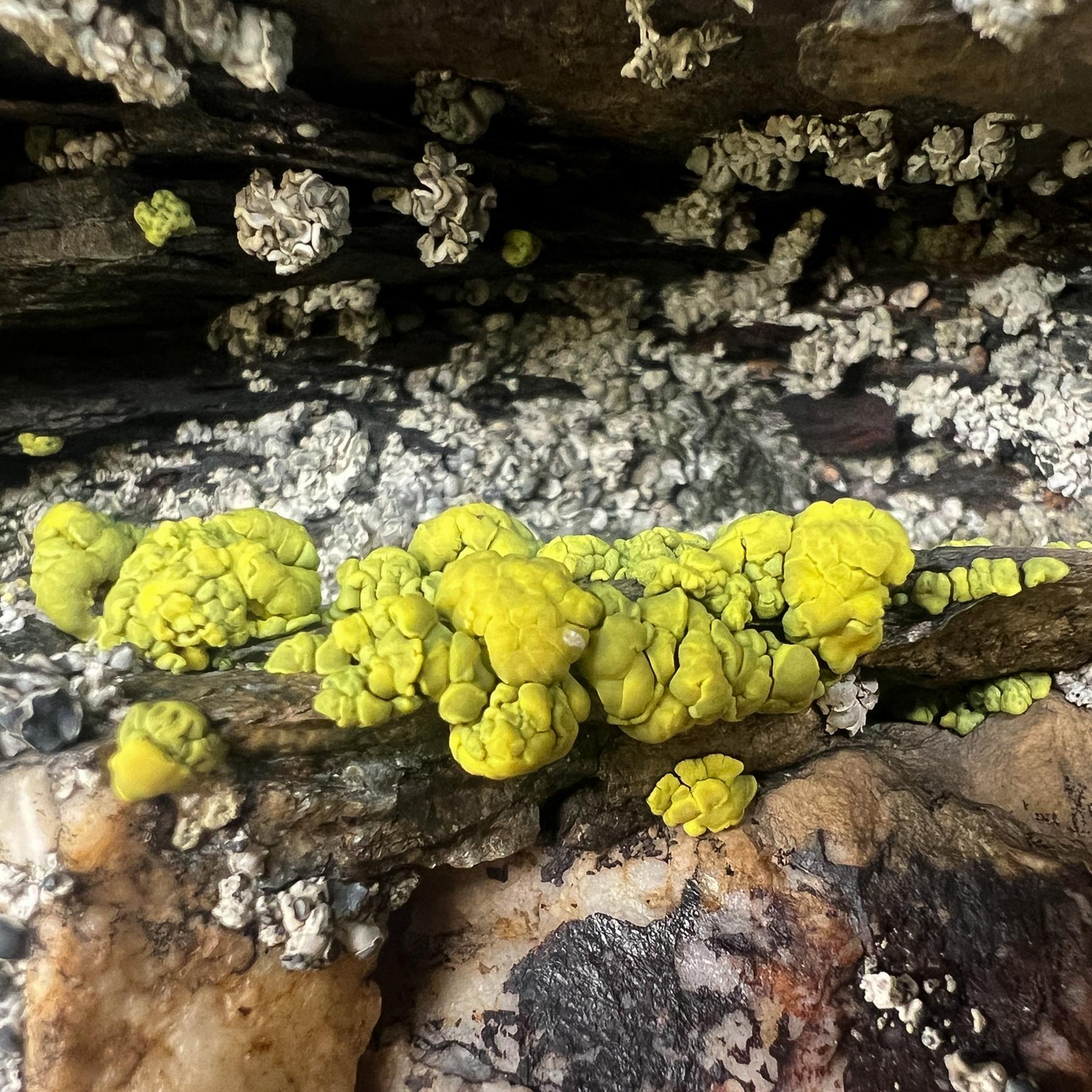 Pleopsidium chlorophanum & Pleopsidium flavum