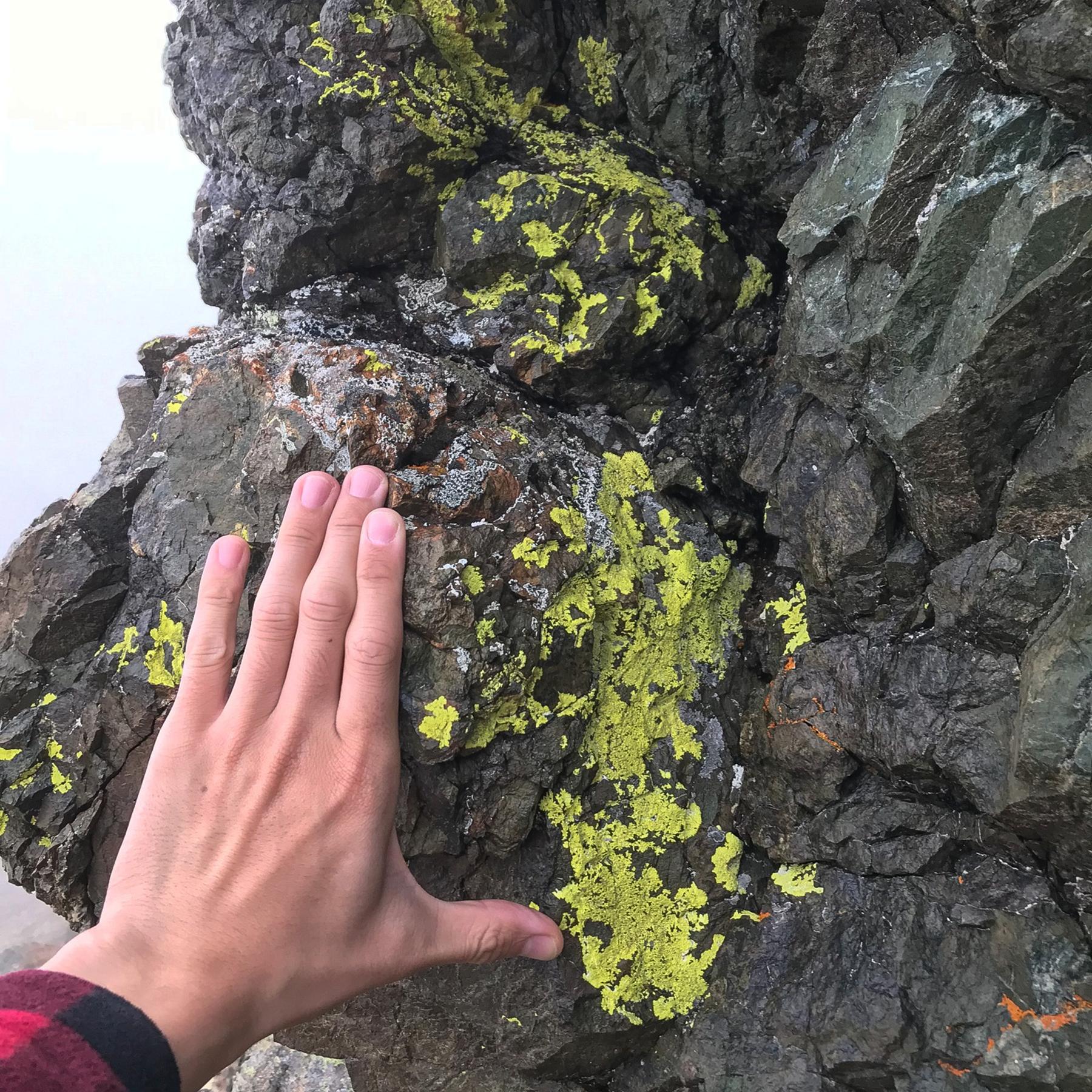 Pleopsidium chlorophanum & Pleopsidium flavum