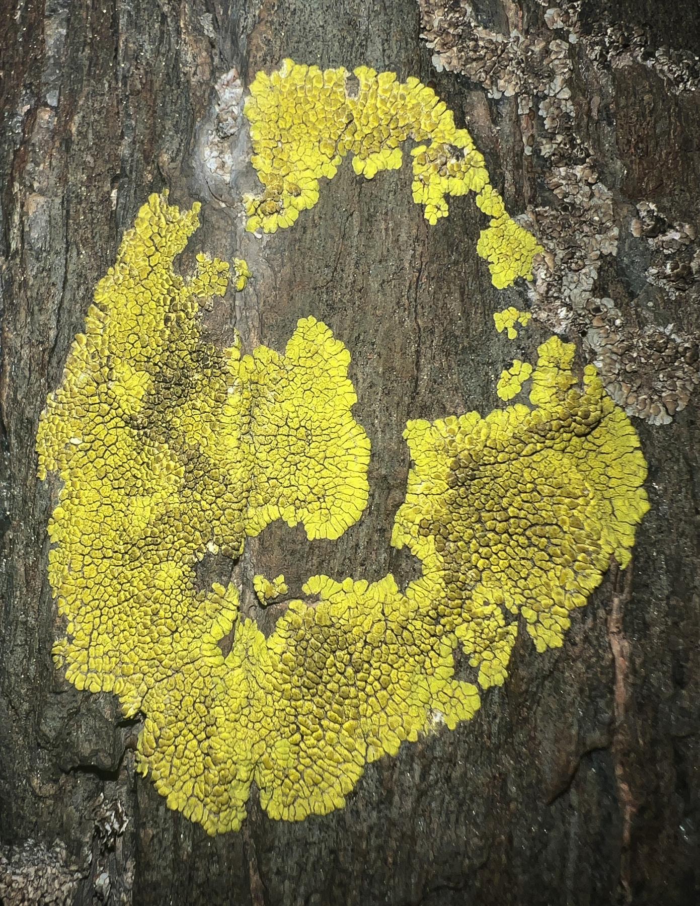 Pleopsidium chlorophanum & Pleopsidium flavum