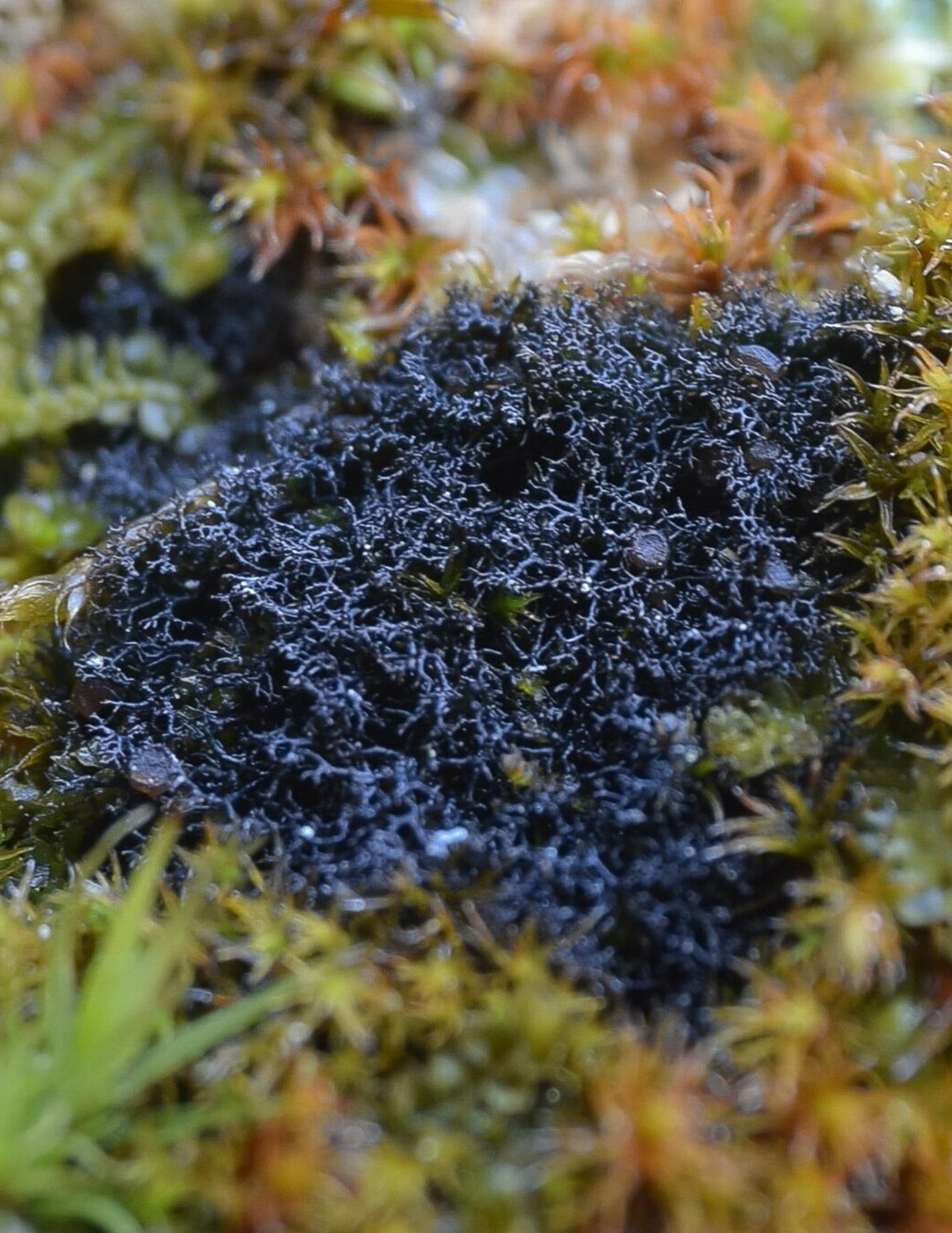 Polychidium muscicola