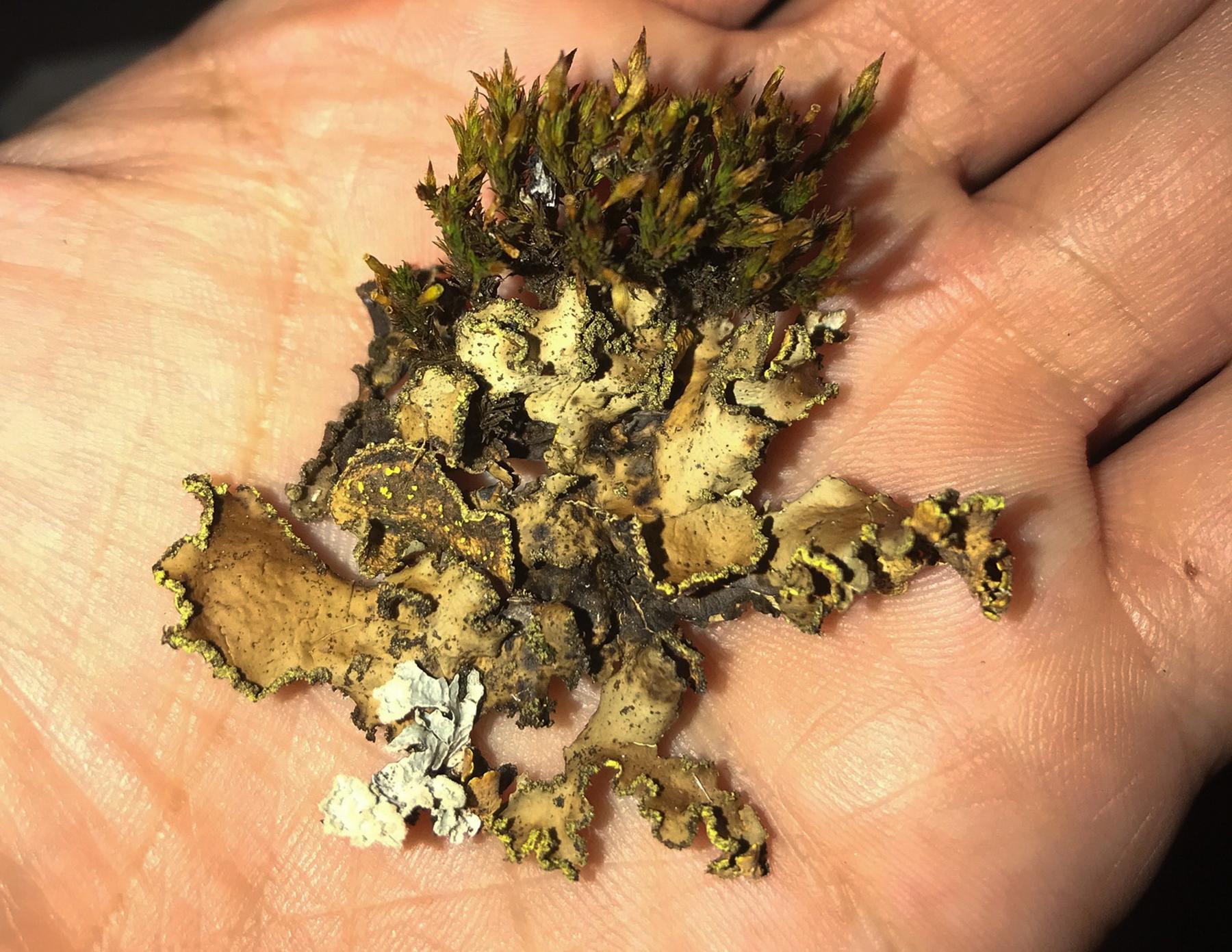 Pseudocyphellaria hawaiiensis