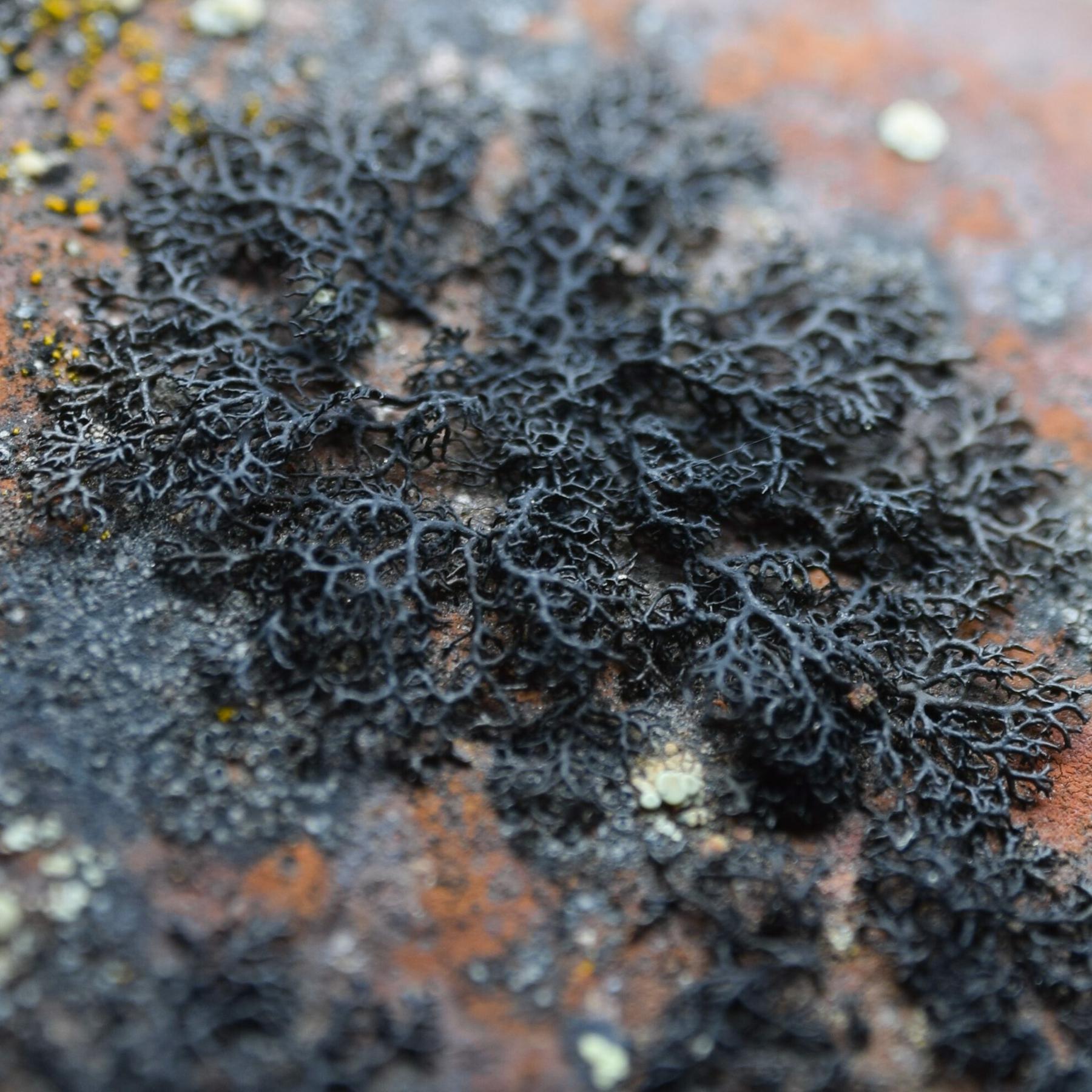 Pseudephebe minuscula