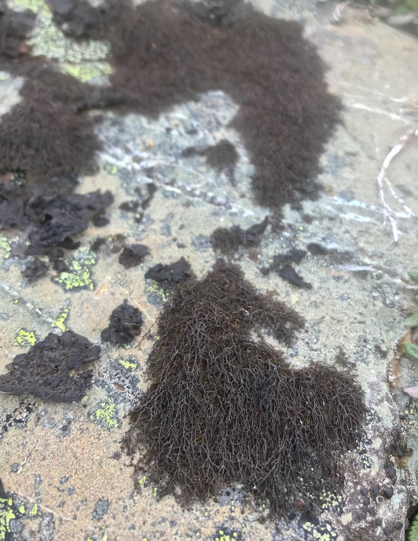 Pseudephebe pubescens