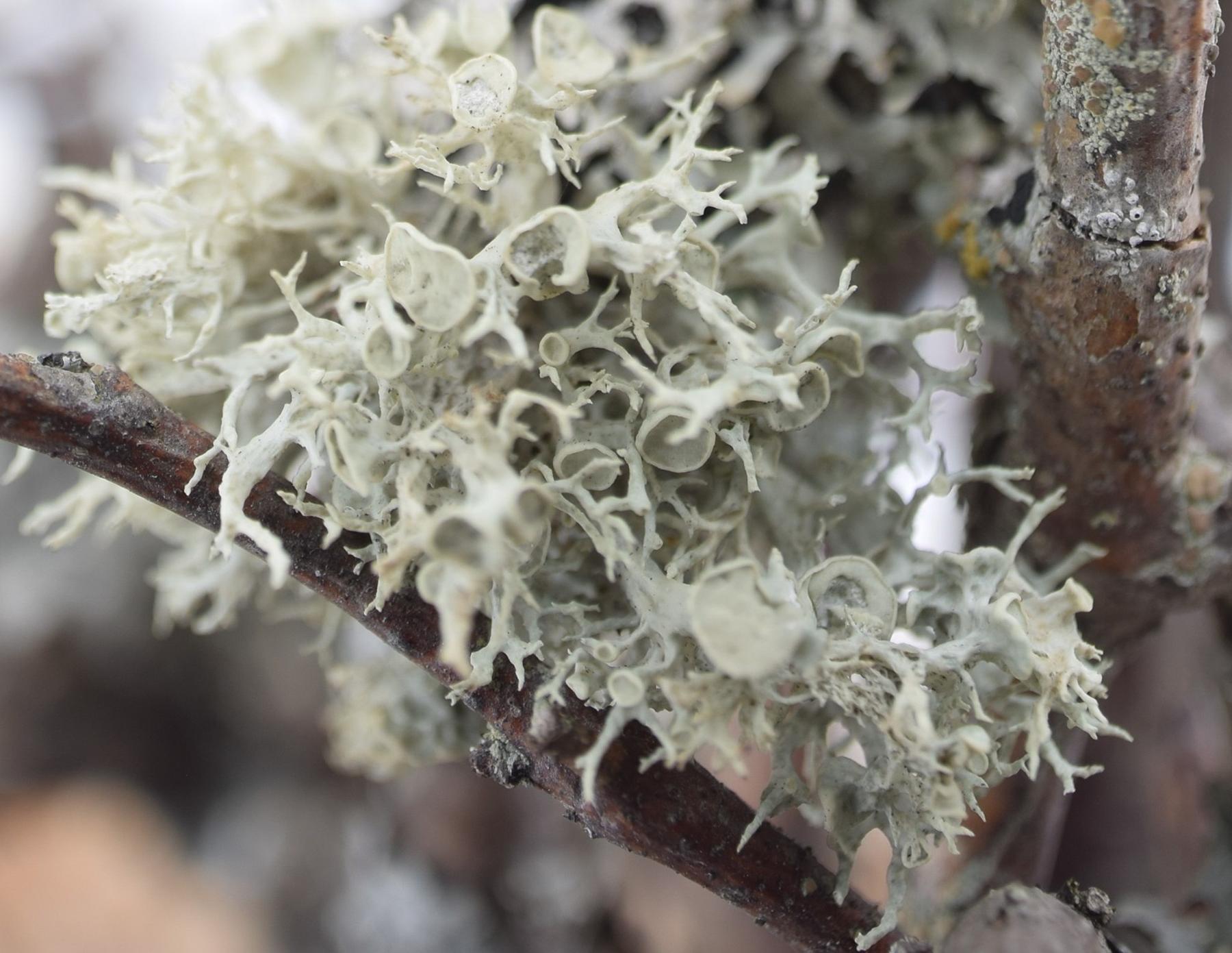 Ramalina dilacerata