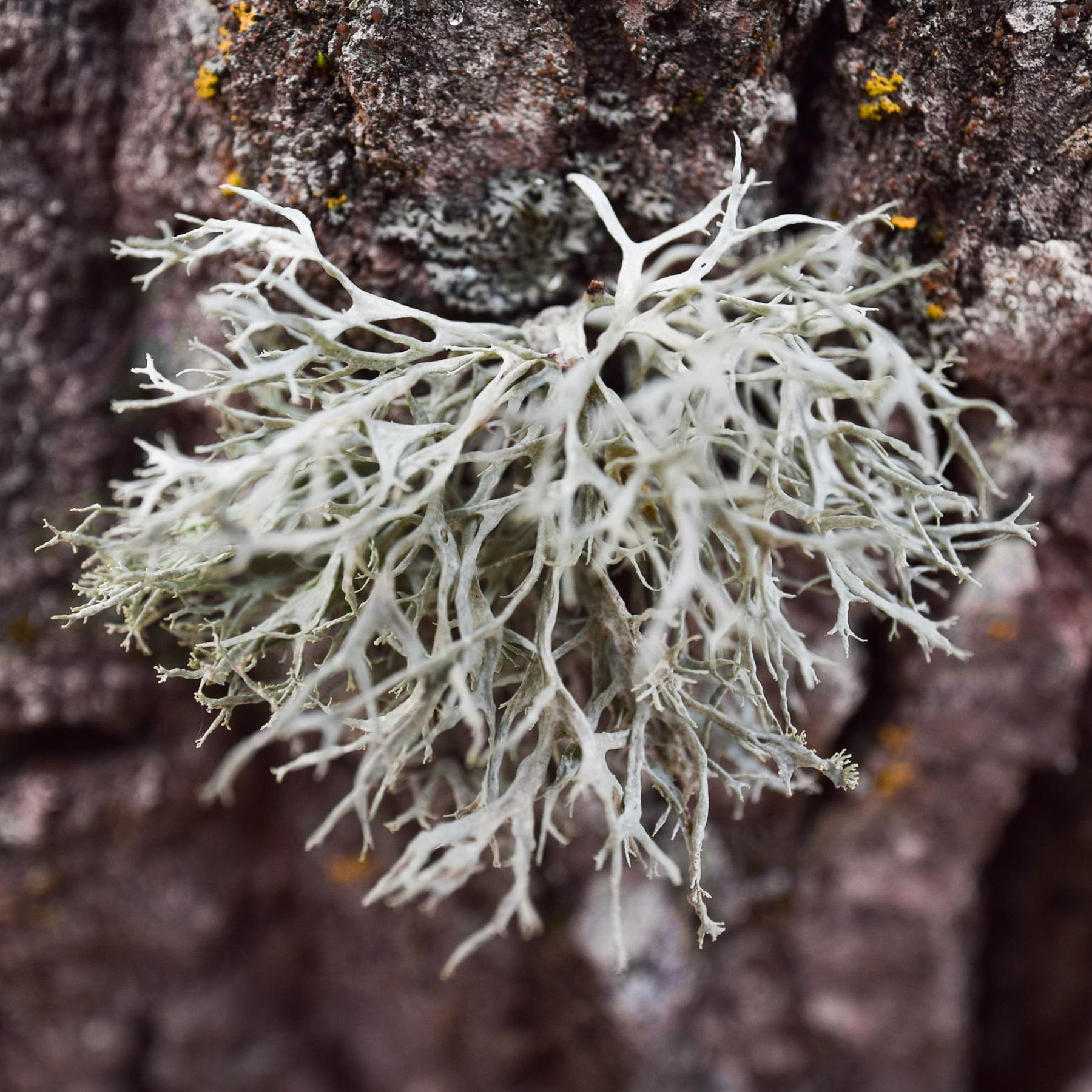 Ramalina farinacea