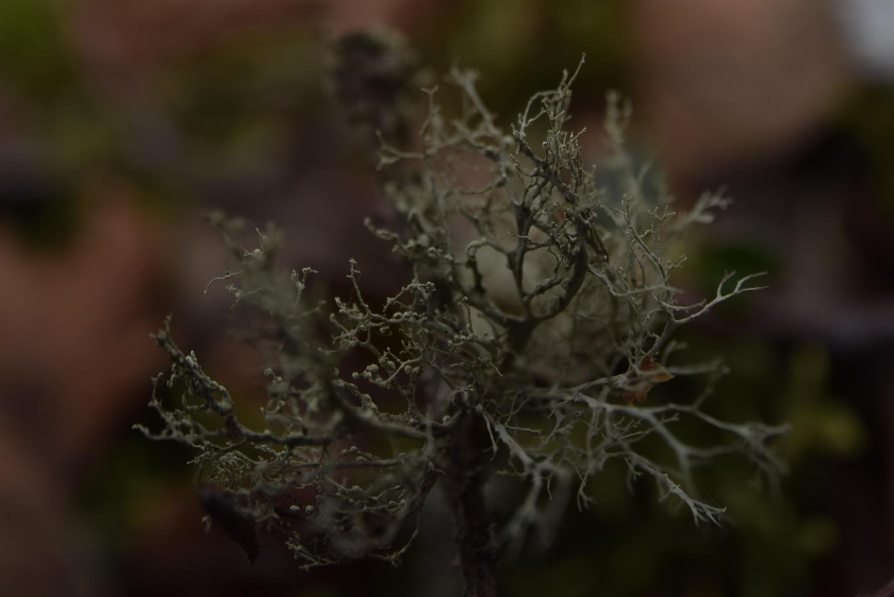 Ramalina pollinaria