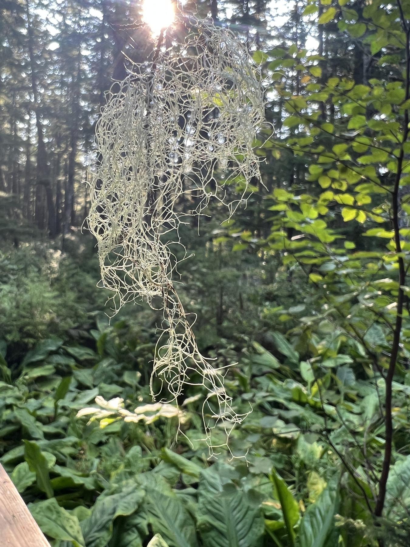 Ramalina thrausta