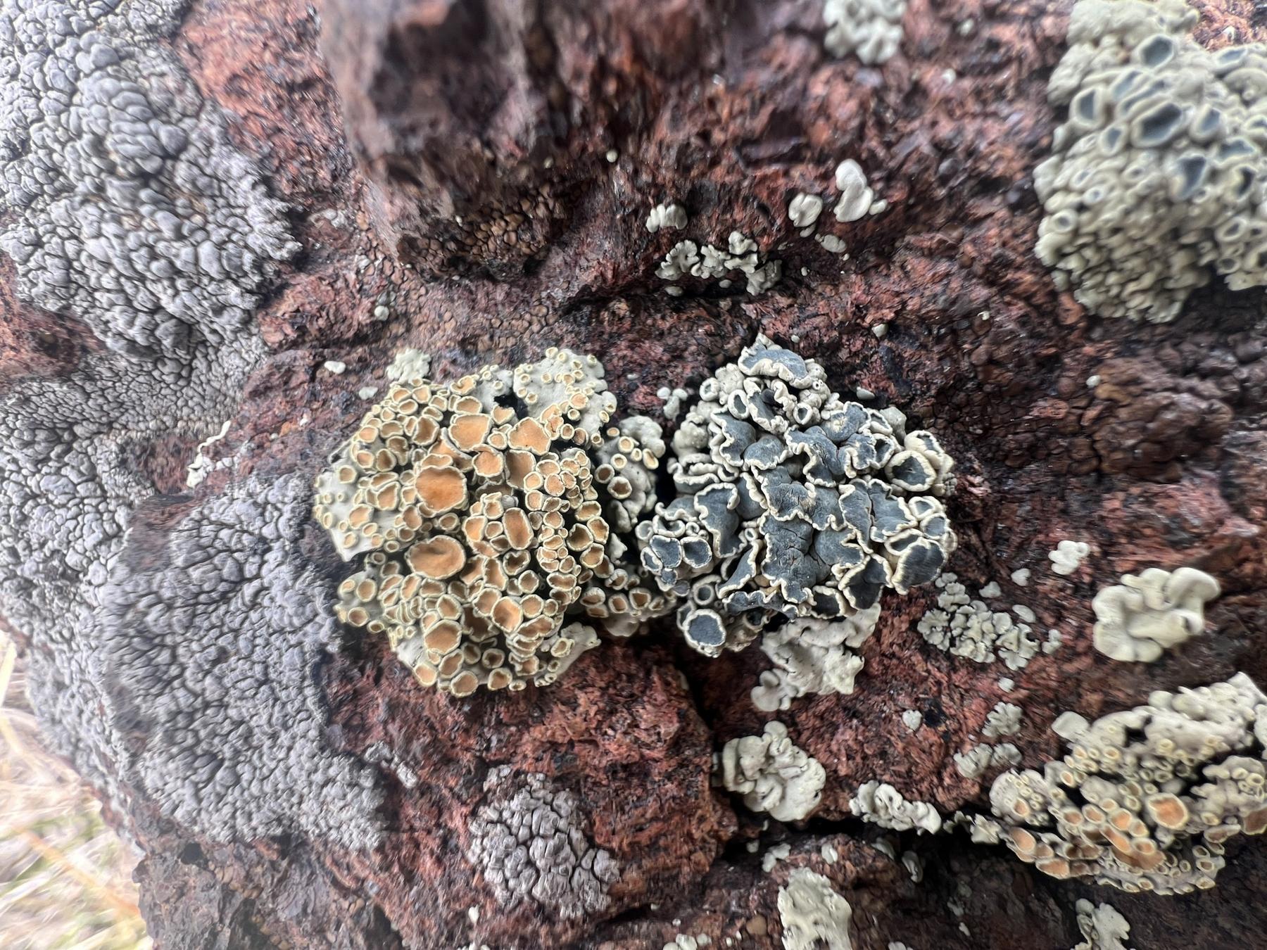 Rhizoplaca chrysoleuca