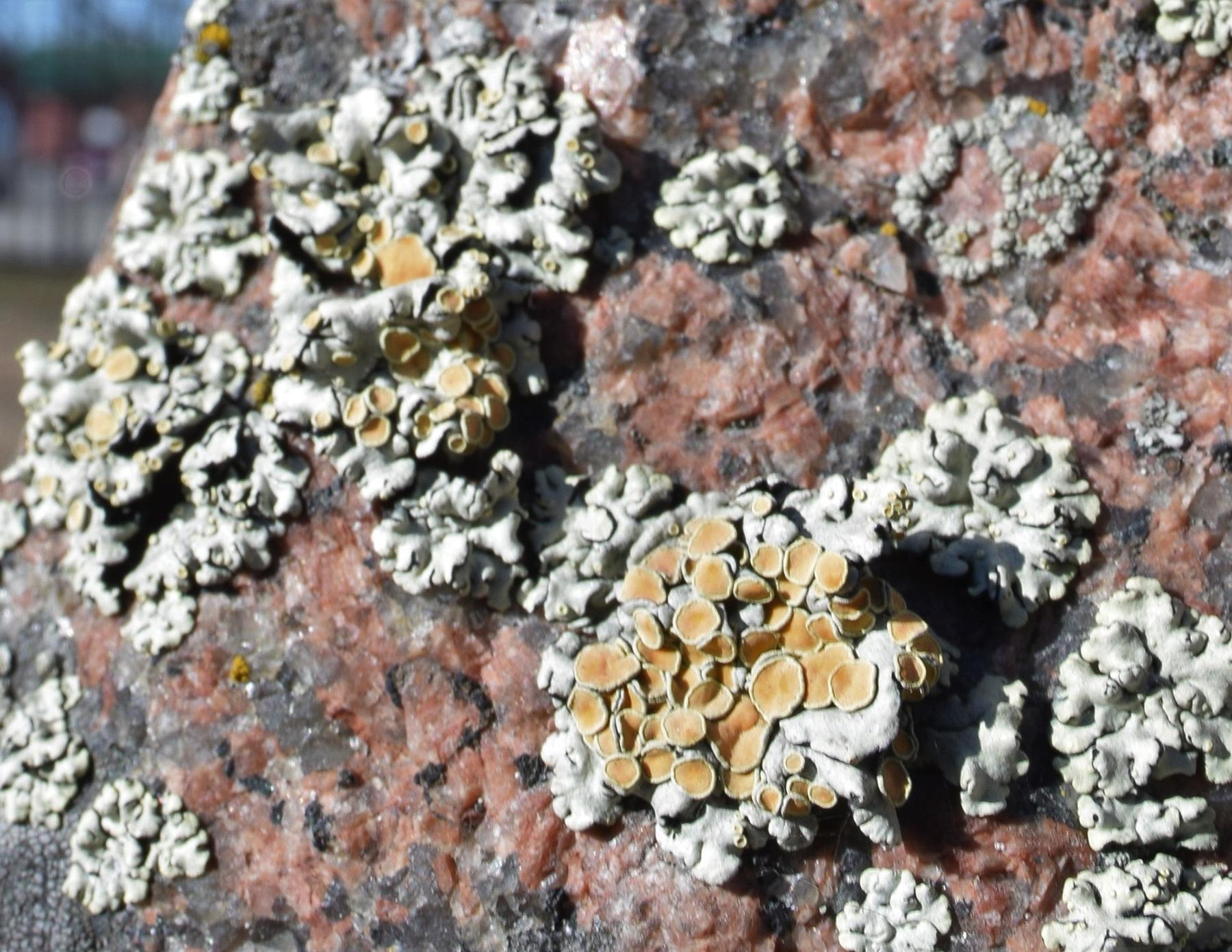 Rhizoplaca chrysoleuca