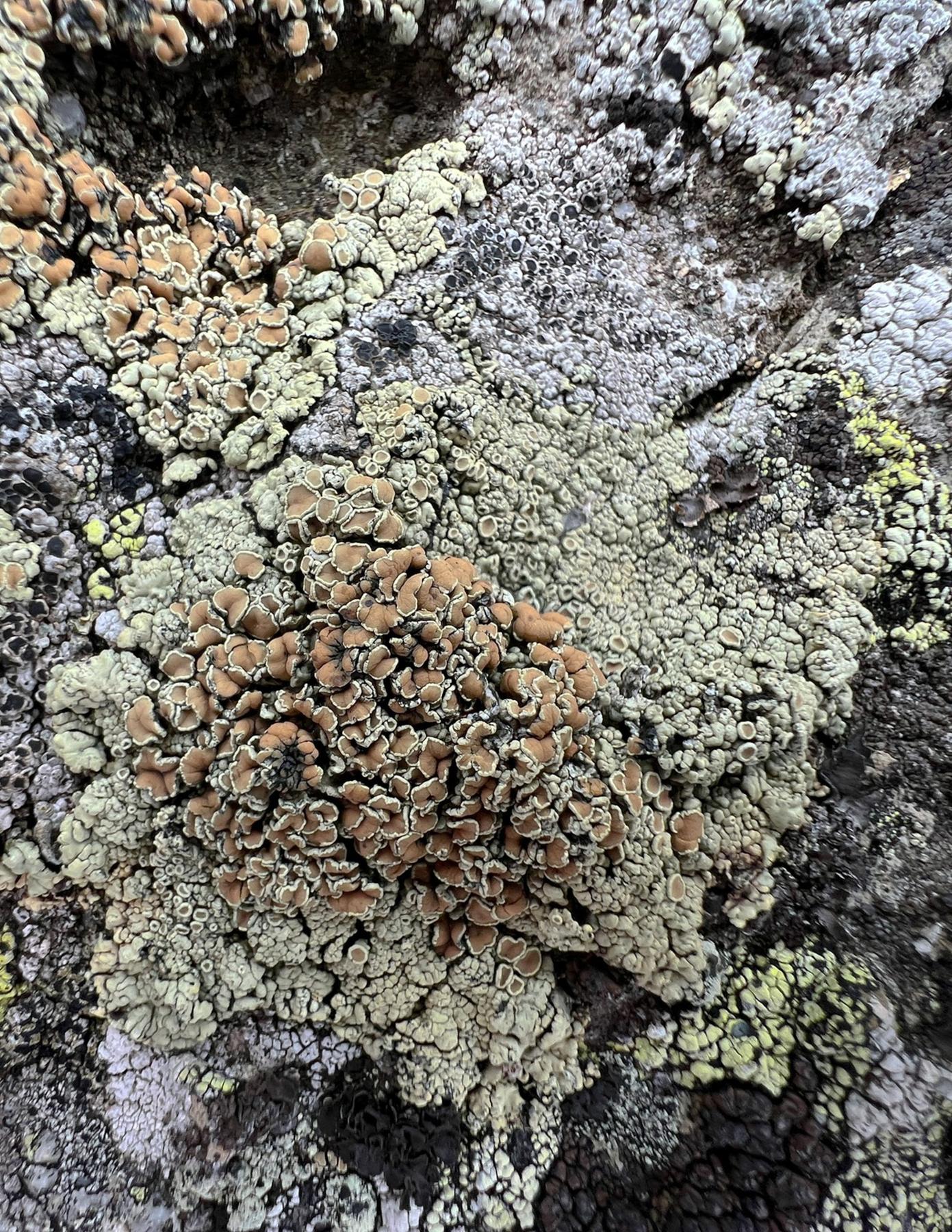 Rhizoplaca subdiscrepans