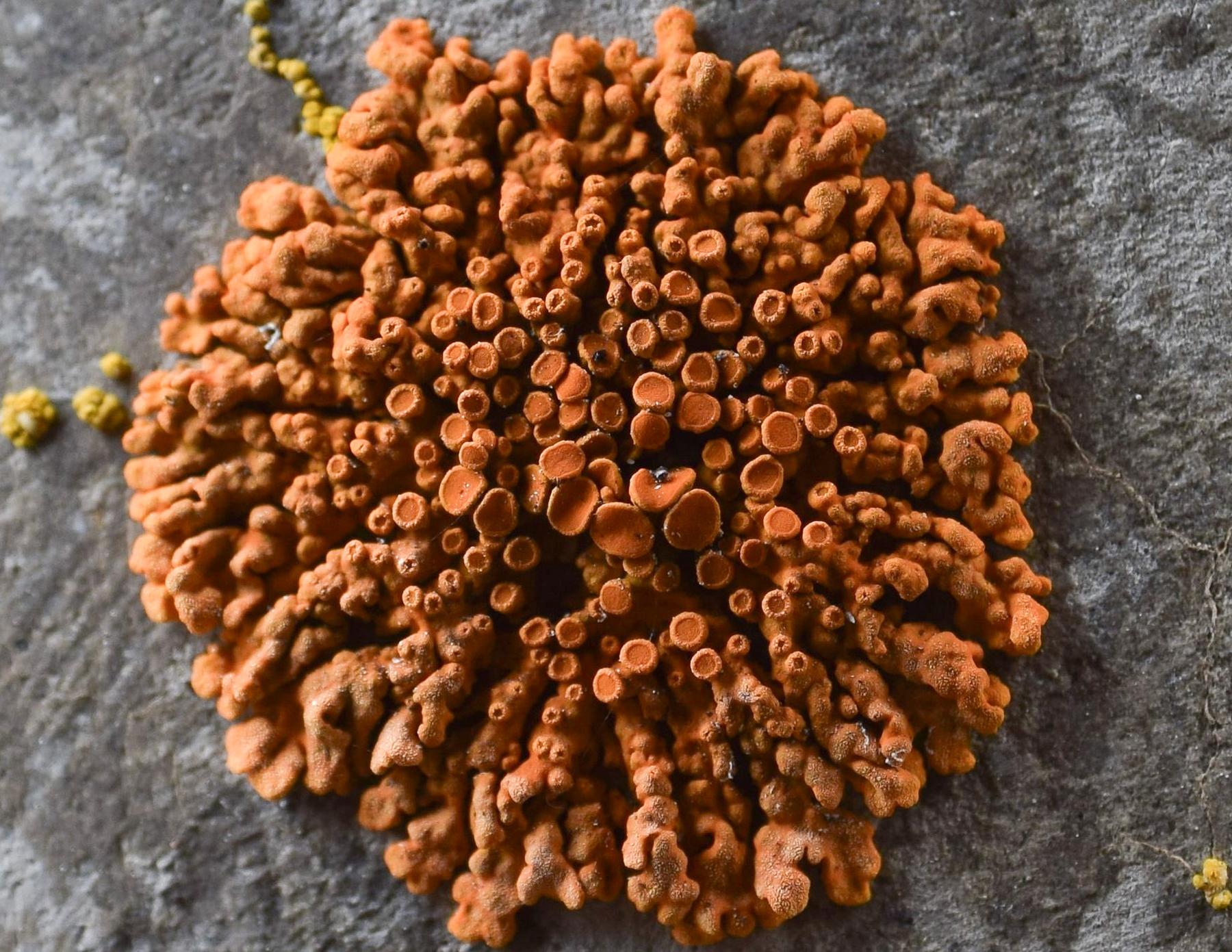 Rusavskia elegans & Rusavskia sorediata